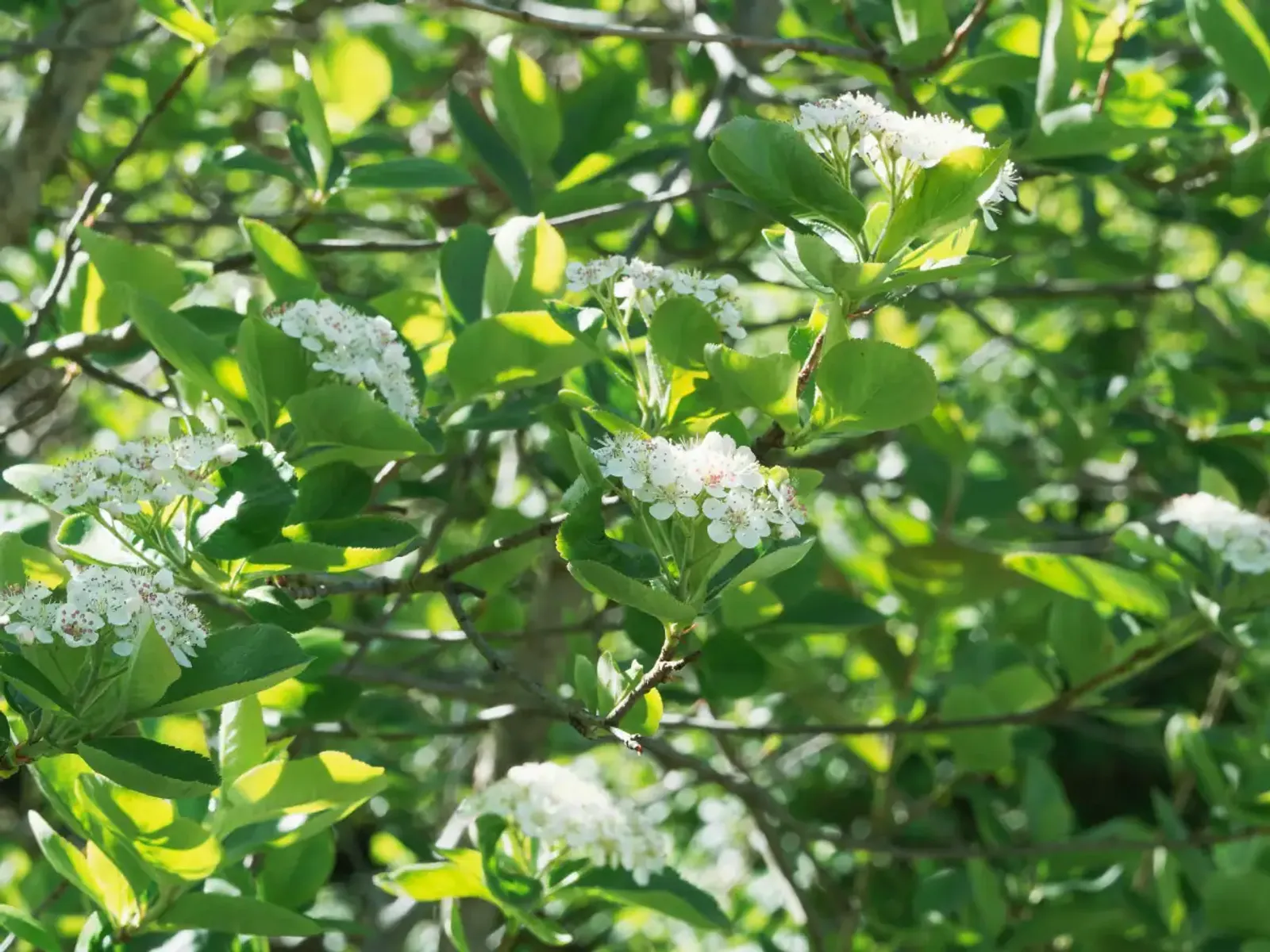 Slånaronia 'Elata', 30-50 cm - bild 5