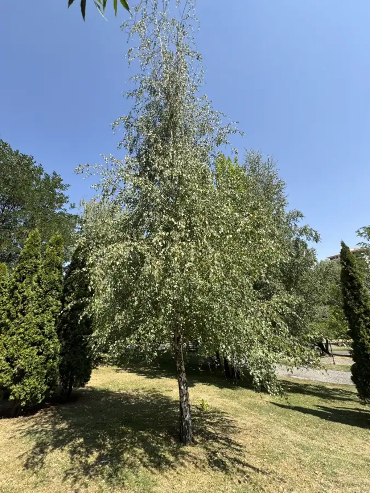 Vårtbjörk, Högstammat träd - bild 3