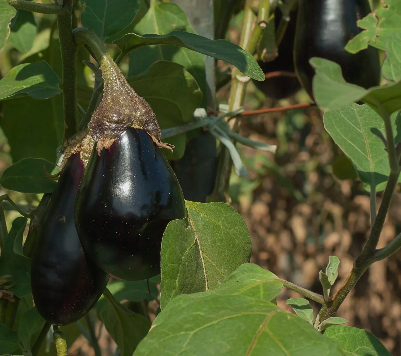 Äggplanta 'Black Beauty aubergine', ekofrö - bild 1