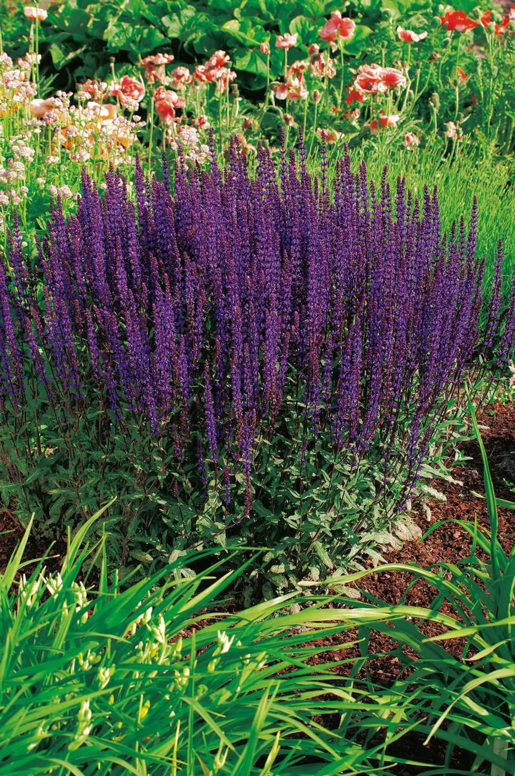 Stäppsalvia 'Caradonna', 2-pack - bild 1