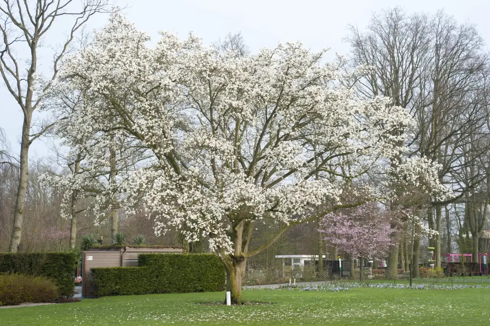 Japansk Magnolia, Högstammat träd - bild 5