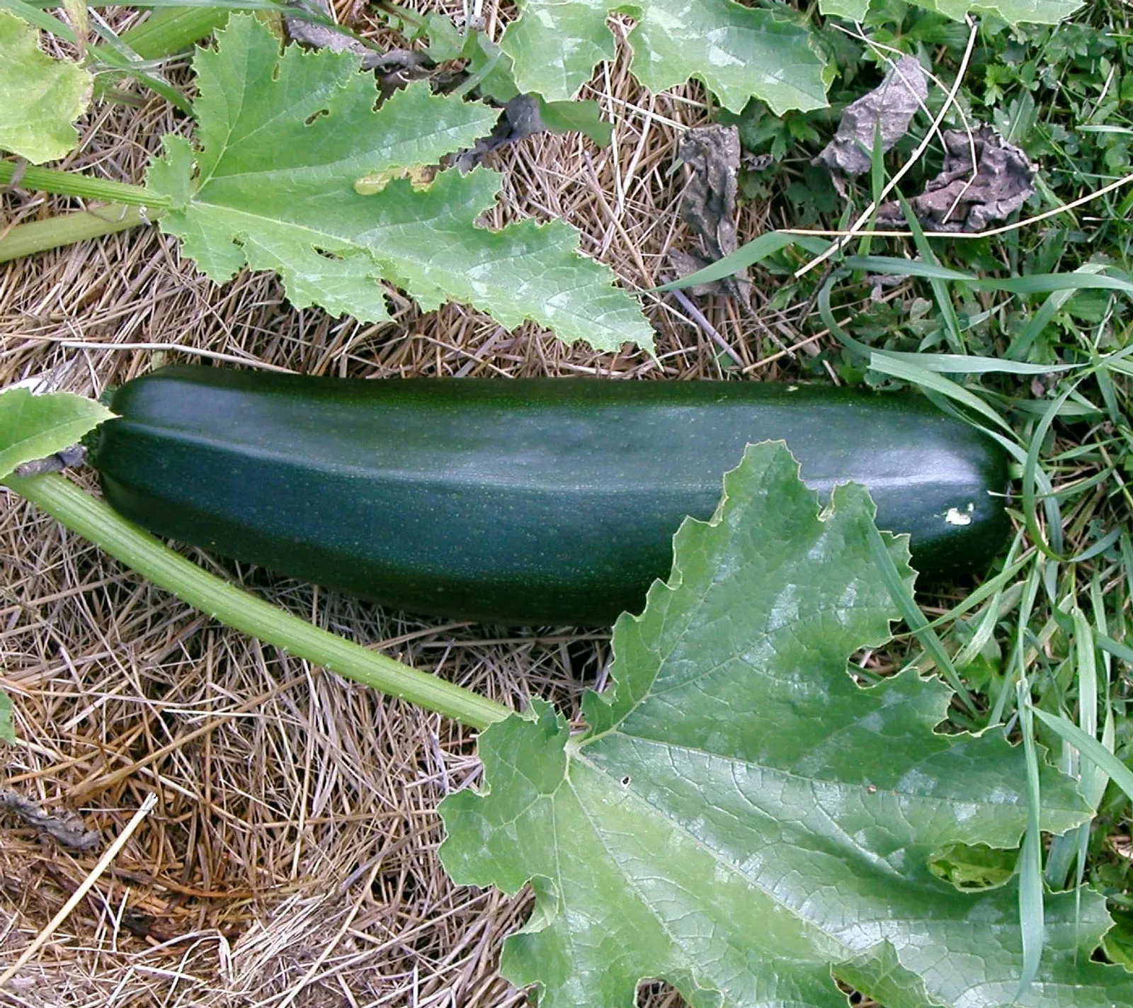 Black Beauty sommarsquash ekofrö - bild 1