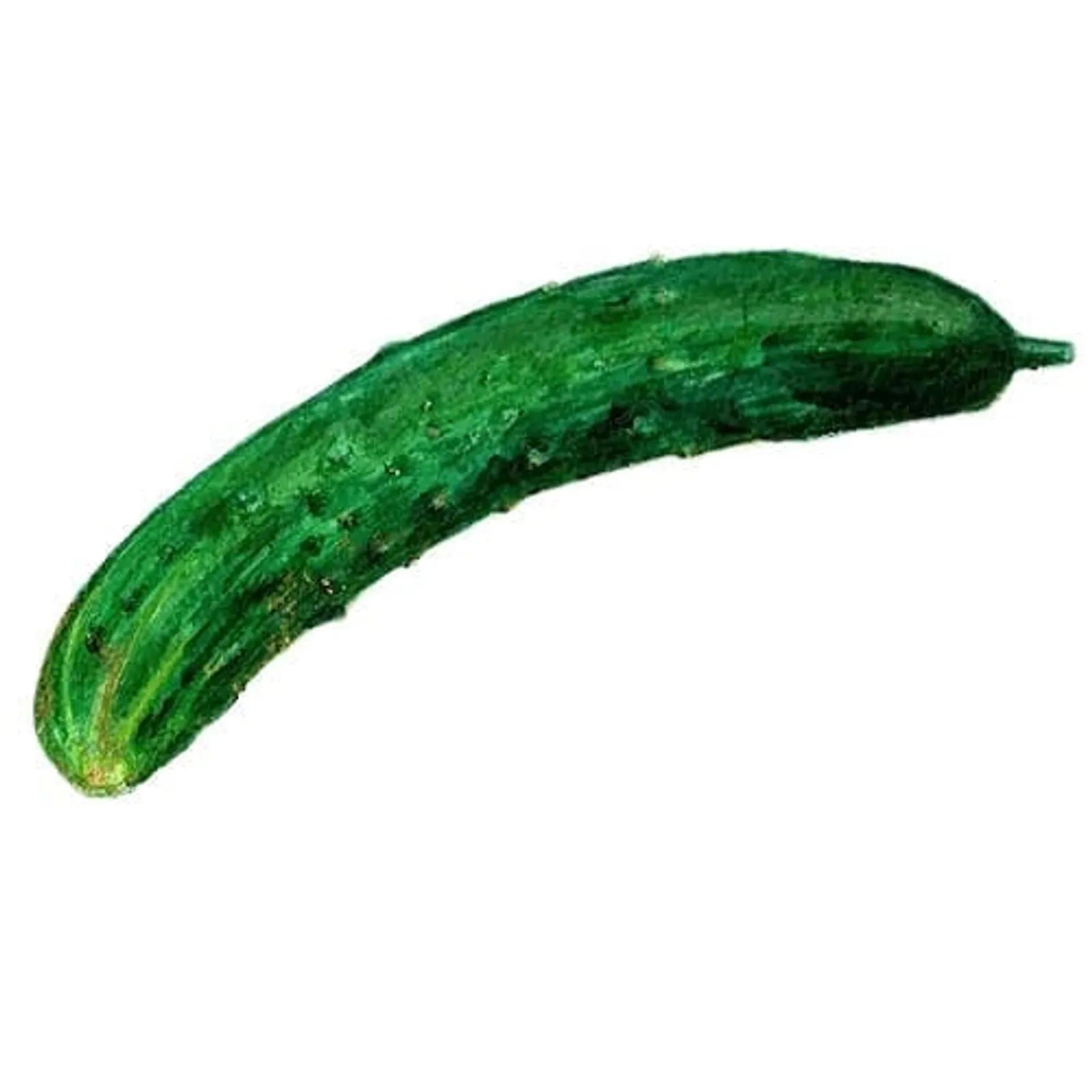 Gurka 'Shintokiwa', Frö - bild 1