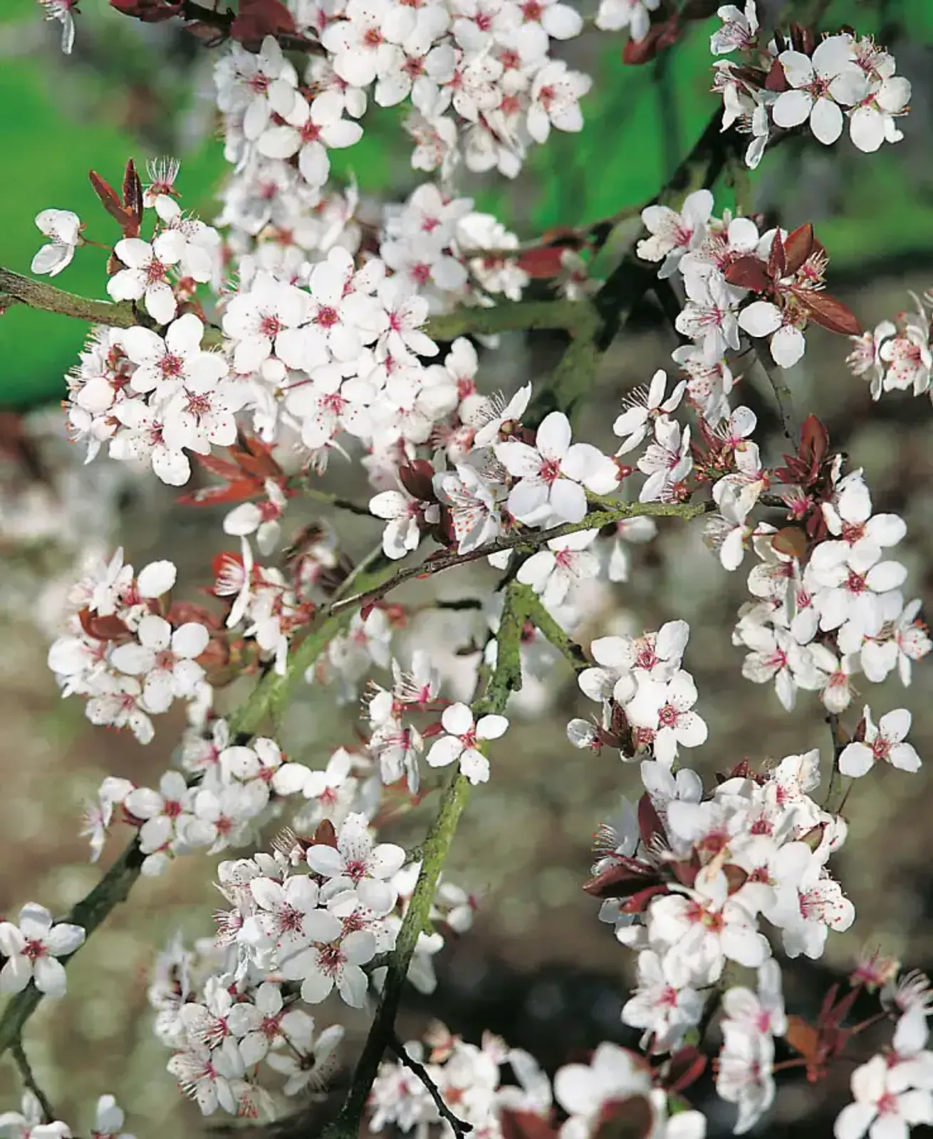 Körsbärsplommon, 50-80 cm - bild 1