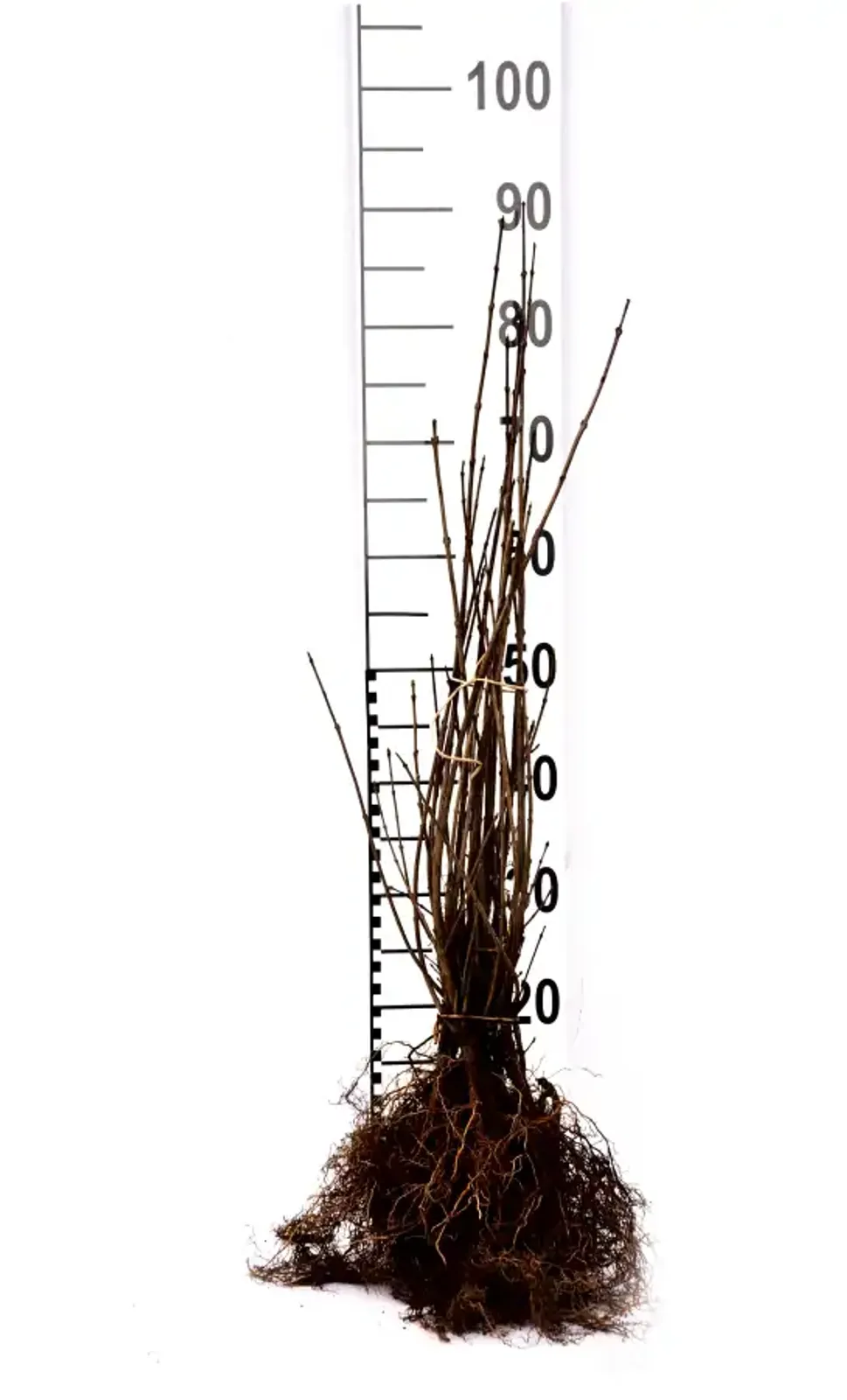 Liguster, 40-60 cm - bild 5
