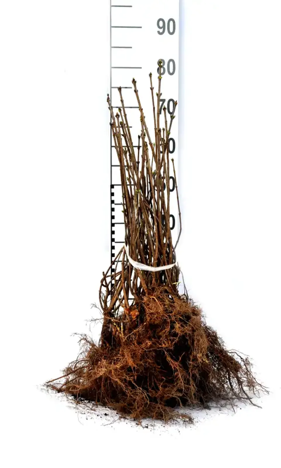 Syren, 30-50 cm - bild 6