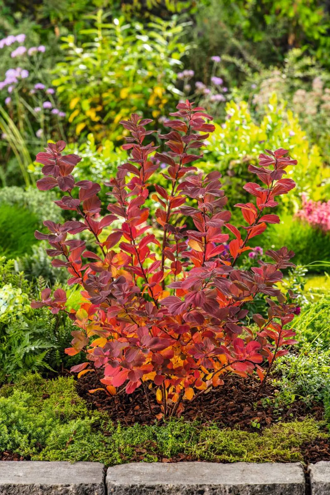 Björkspirea 'Tor' E, 10-15 cm - bild 3