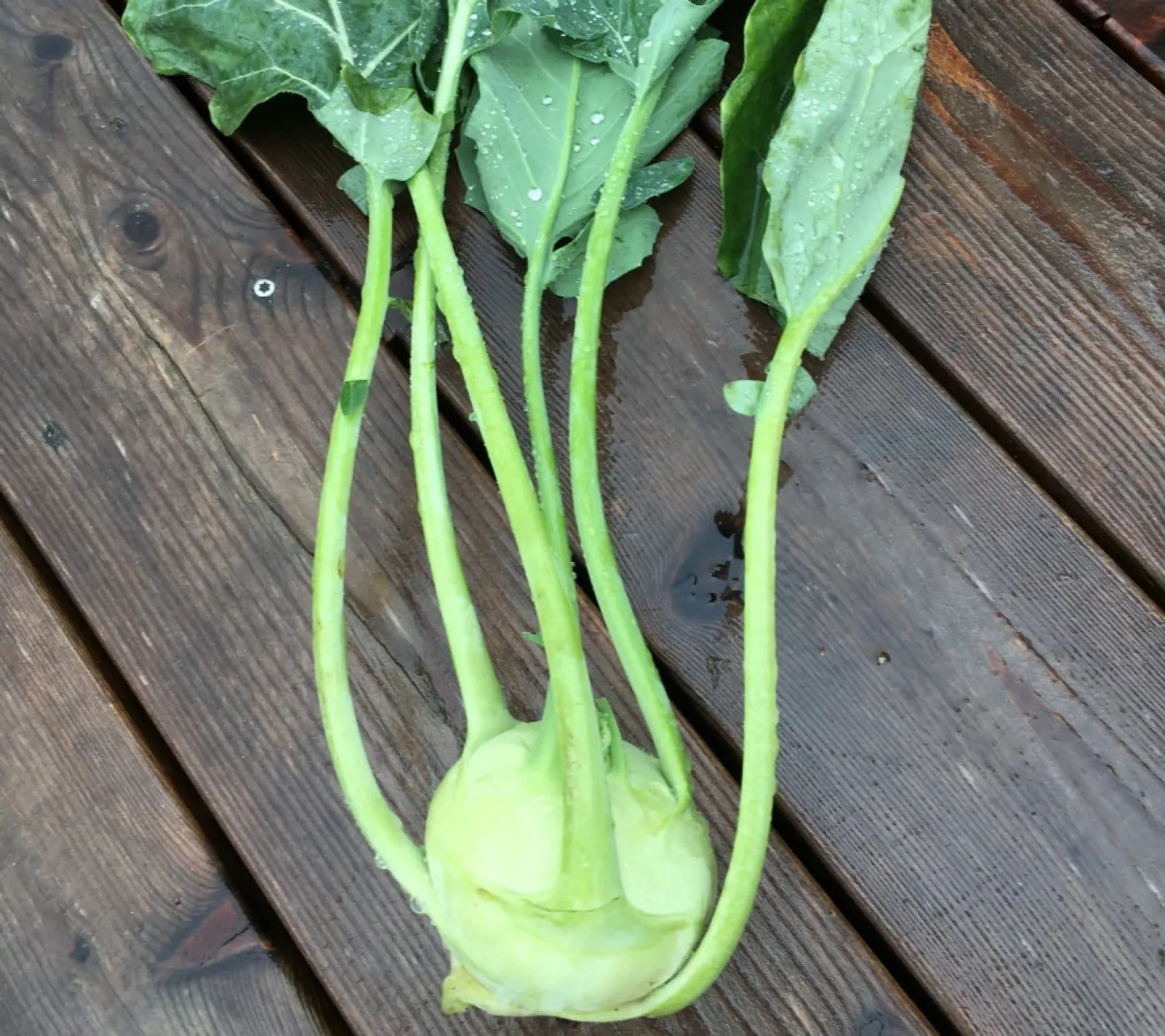 Kålrabbi 'Noriko', ekofrö - bild 1
