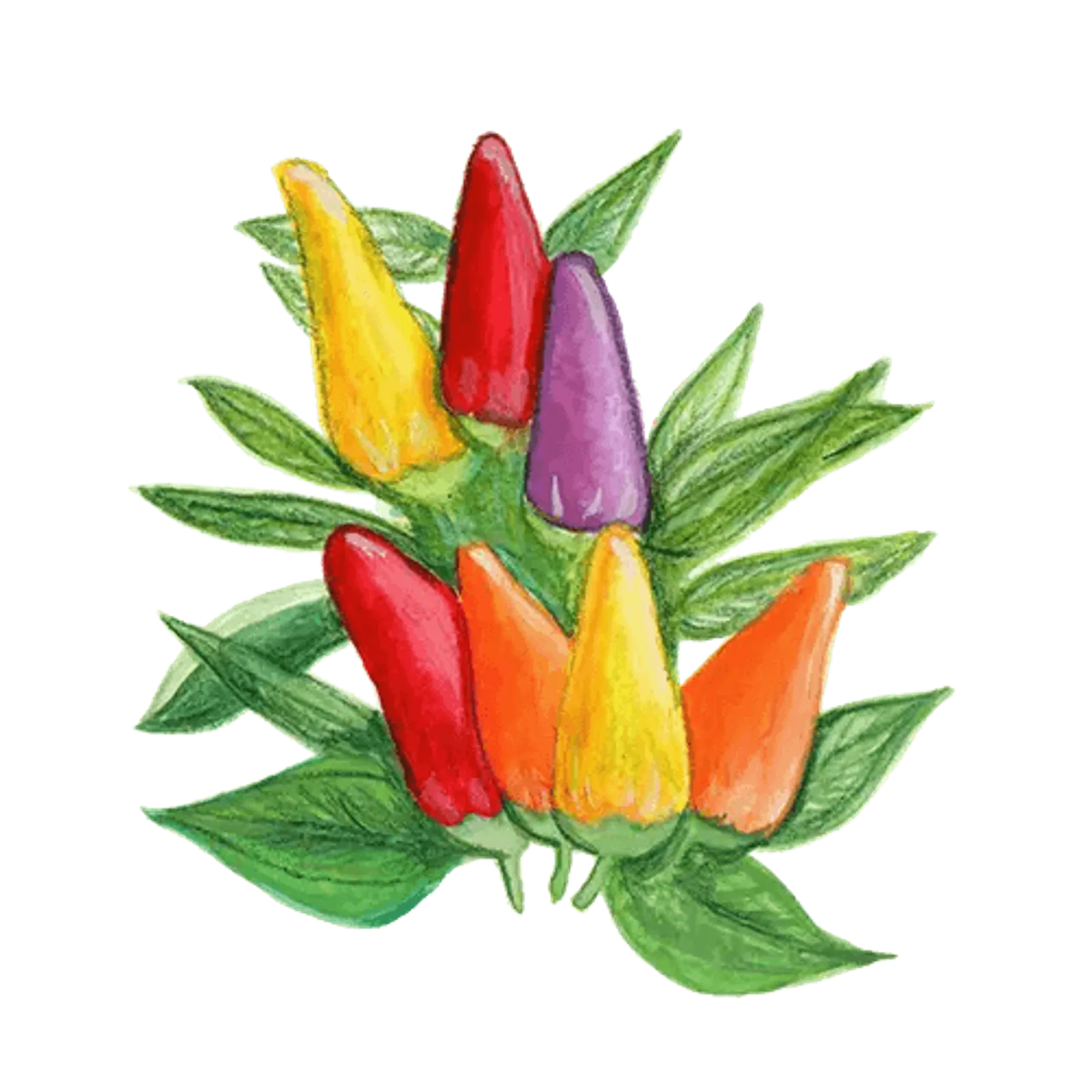 Chili 'Hot Razzmatazz', Frö - bild 1