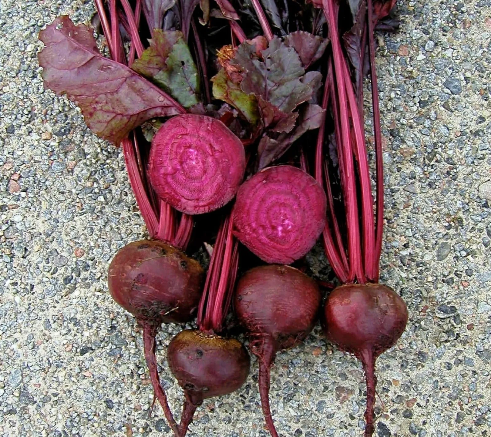 Rödbeta 'Bull's Blood', ekofrö - bild 1