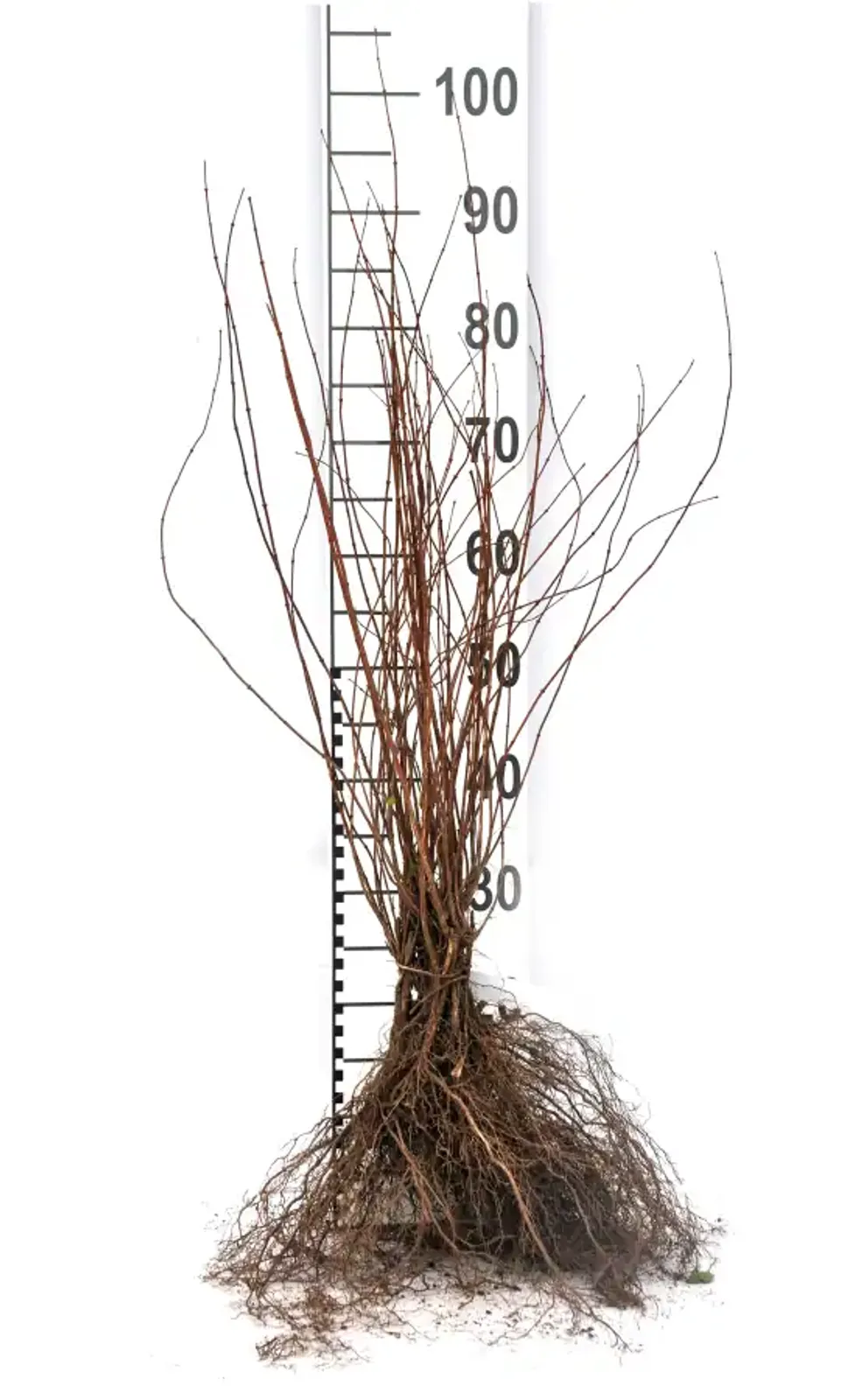 Smultronschersmin, 30-50 cm - bild 4
