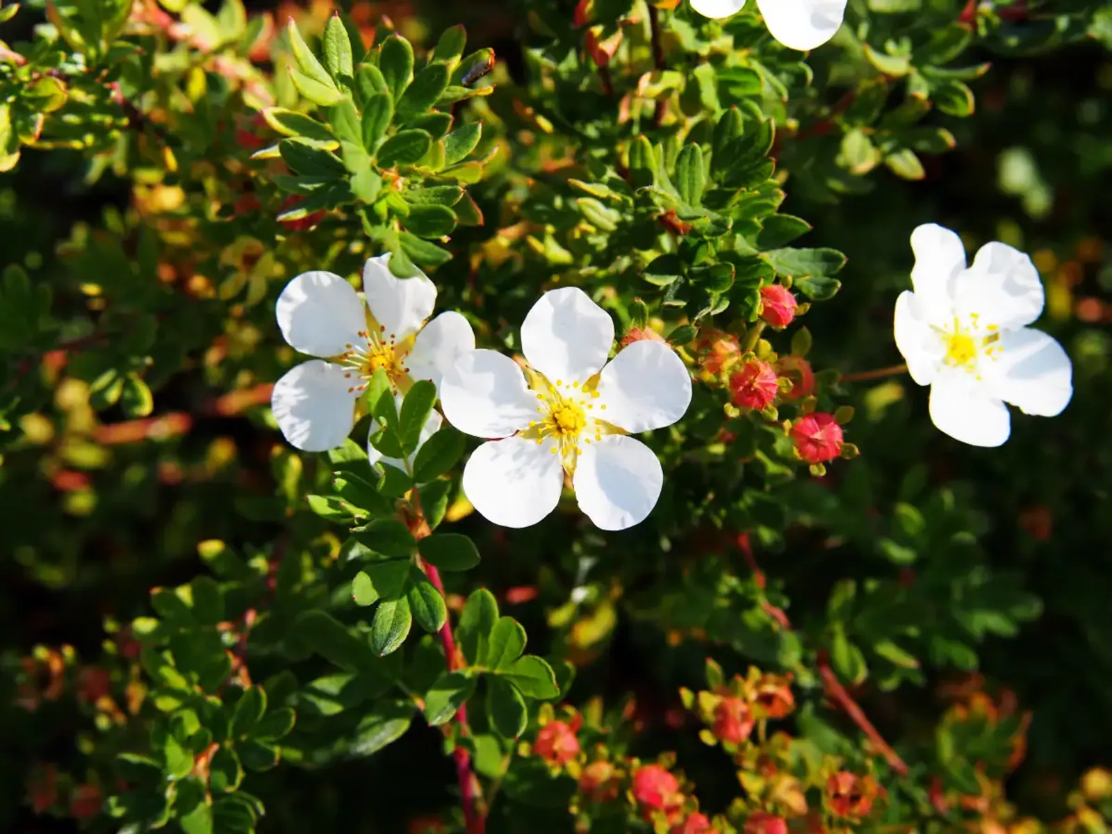 Trädgårdstok 'Abbotswood', 30-50 cm - bild 4