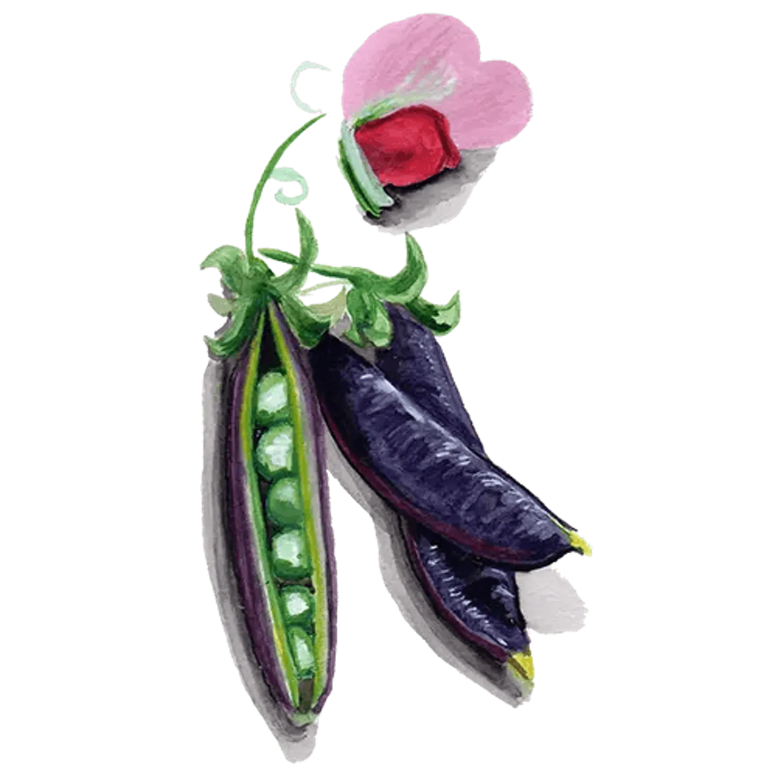 Hög brytärt 'Sugar Magnolia', Frö - bild 1