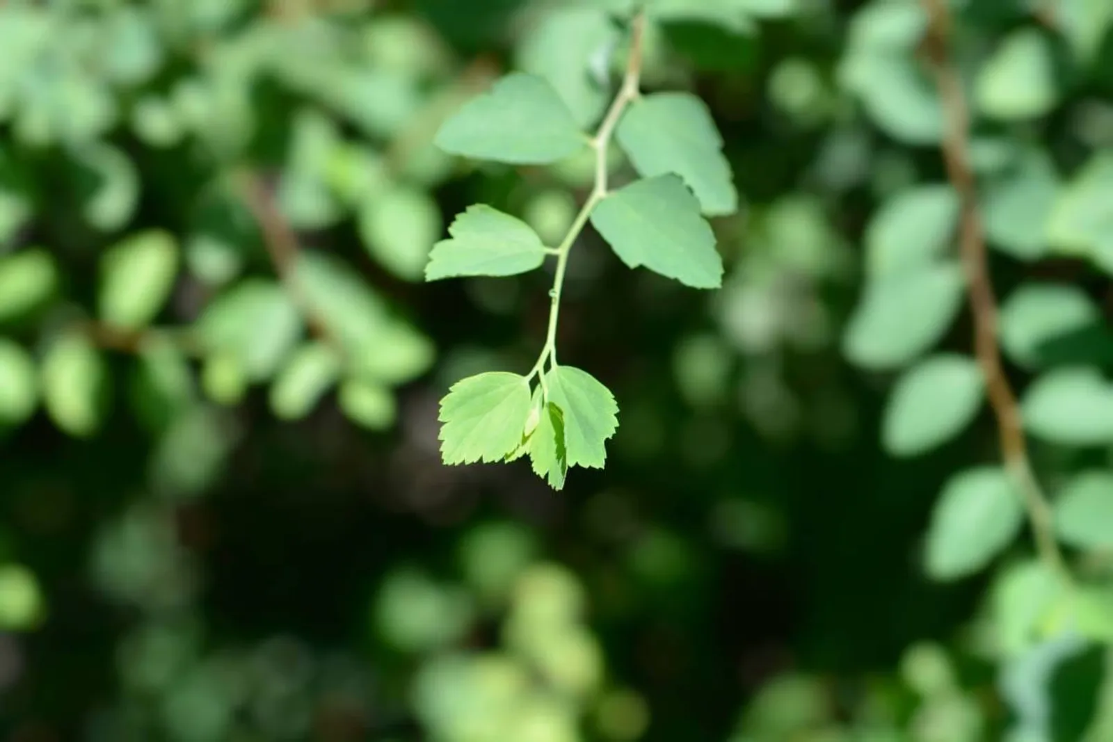 Bukettspirea, 80-100 cm, Goliat - bild 5