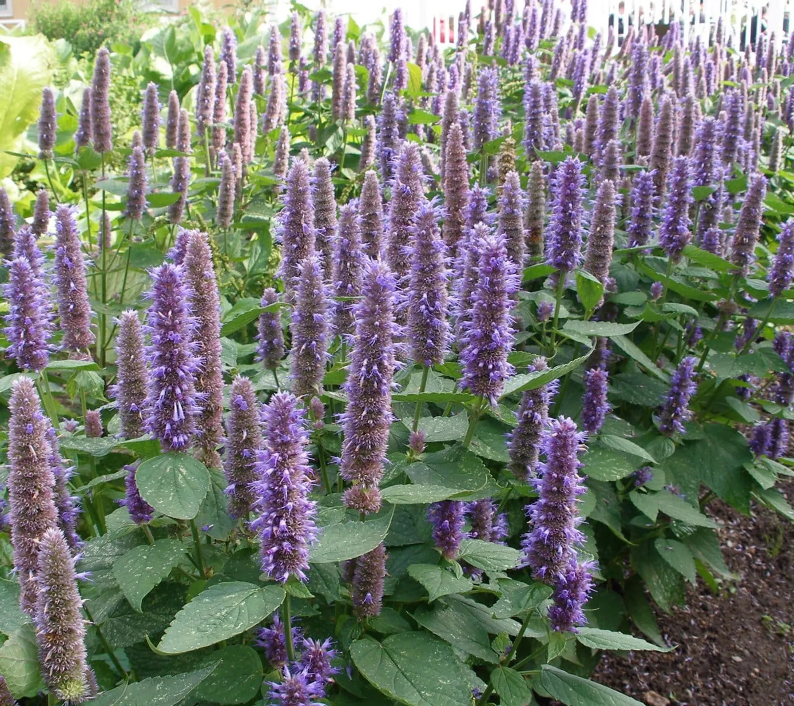 Anisisop 'Anisisop, blåviolett', ekofrö - bild 1