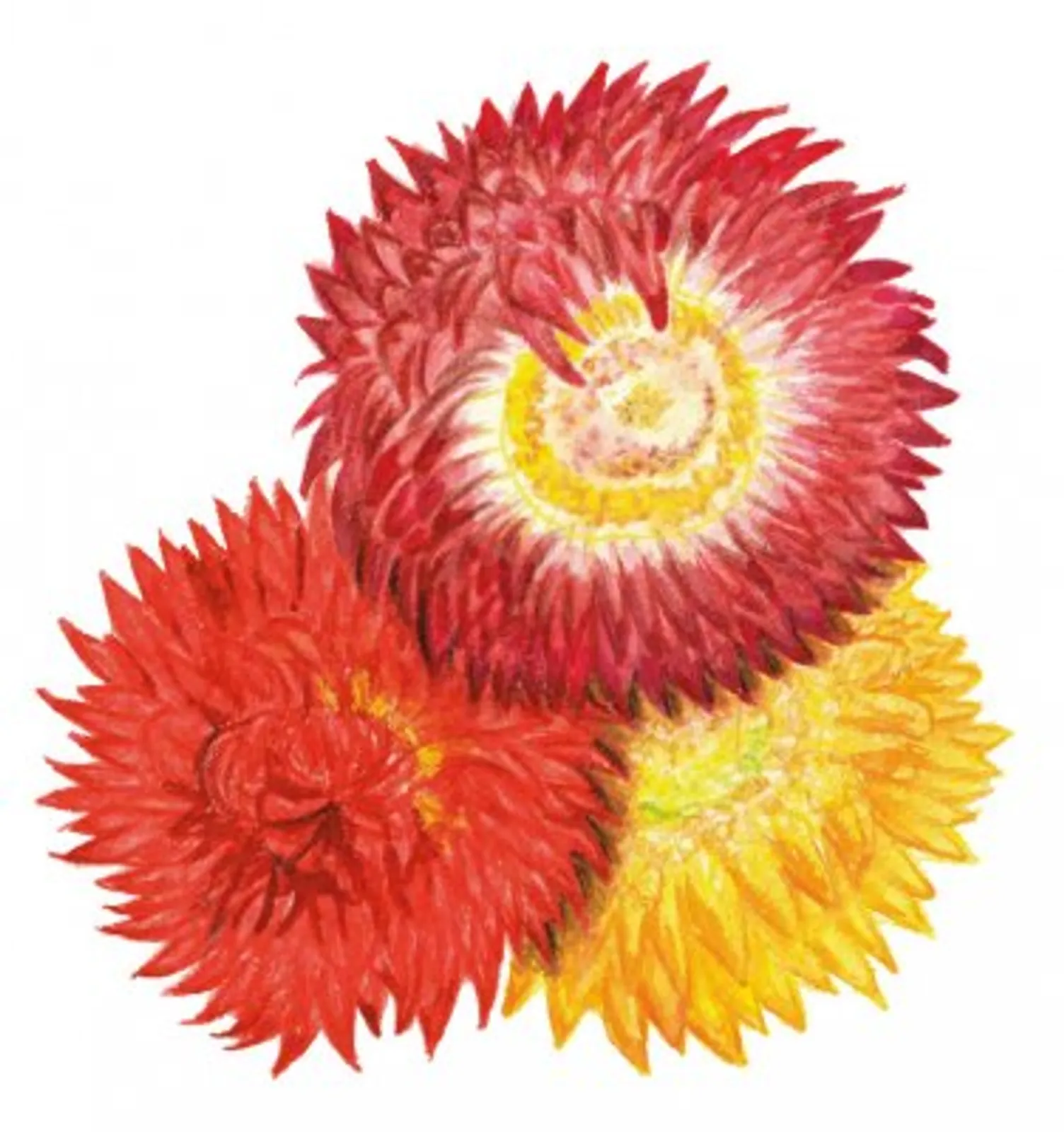 Blomma 'Jätteeternell', Frö - bild 1
