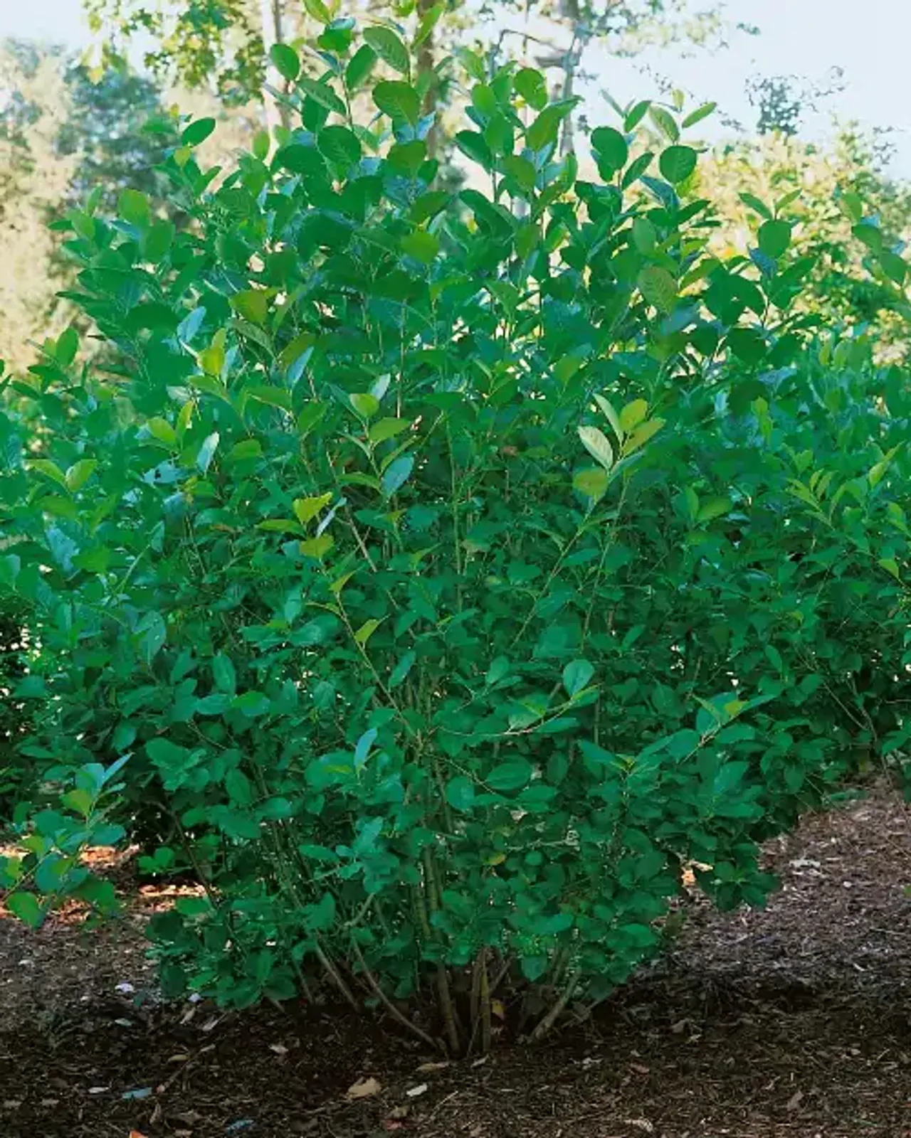Slånaronia 'Elata', 30-50 cm - bild 1