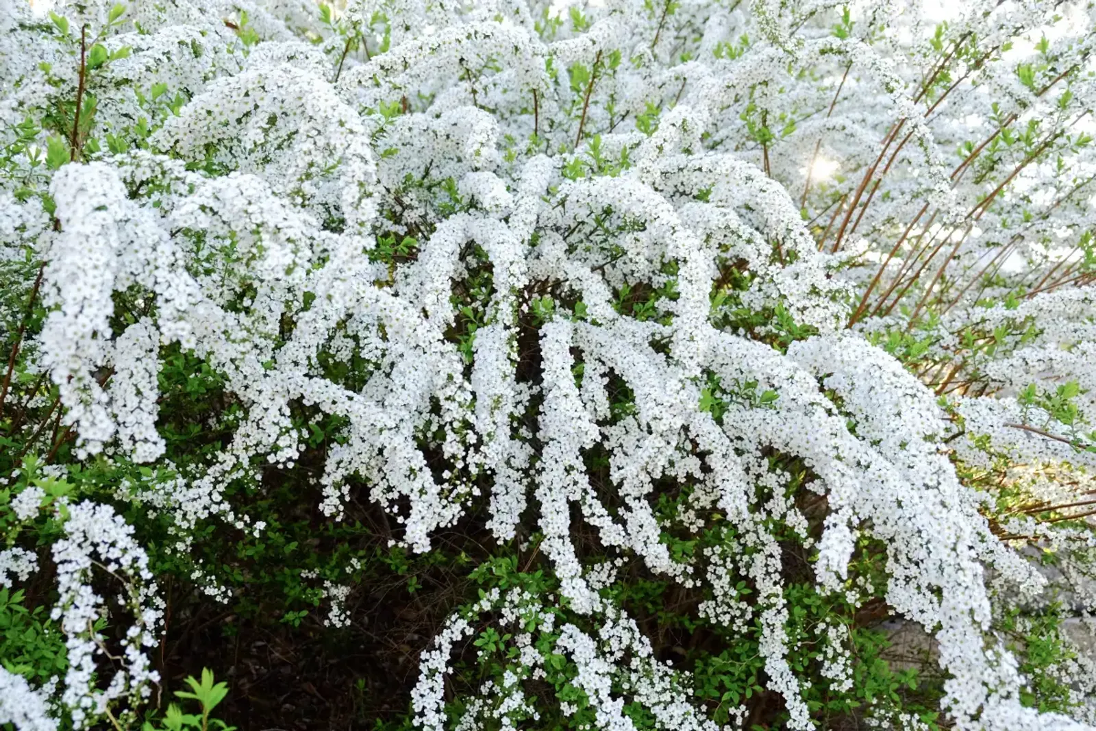 Norskspirea 'Grefsheim', 30-50 cm - bild 2