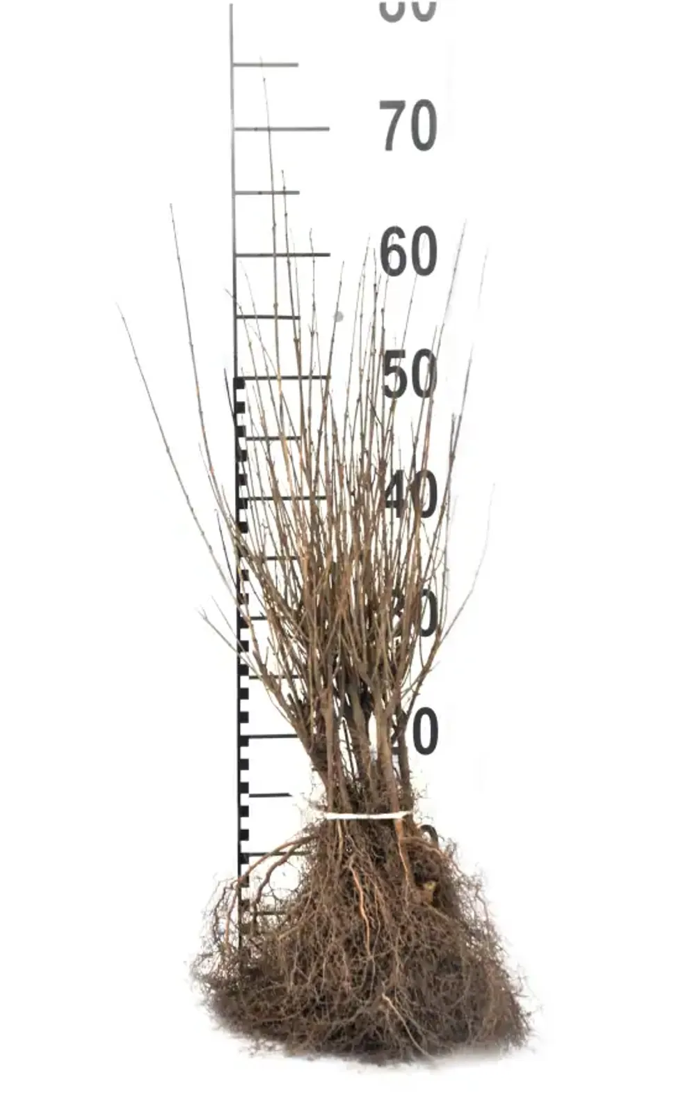 Dvärgliguster, 20-40 cm - bild 5