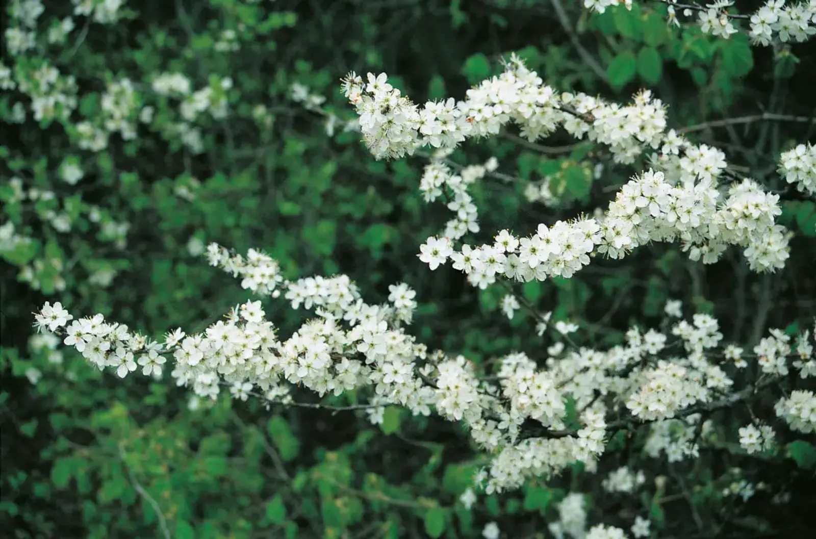 Slån, 50-80 cm - bild 2