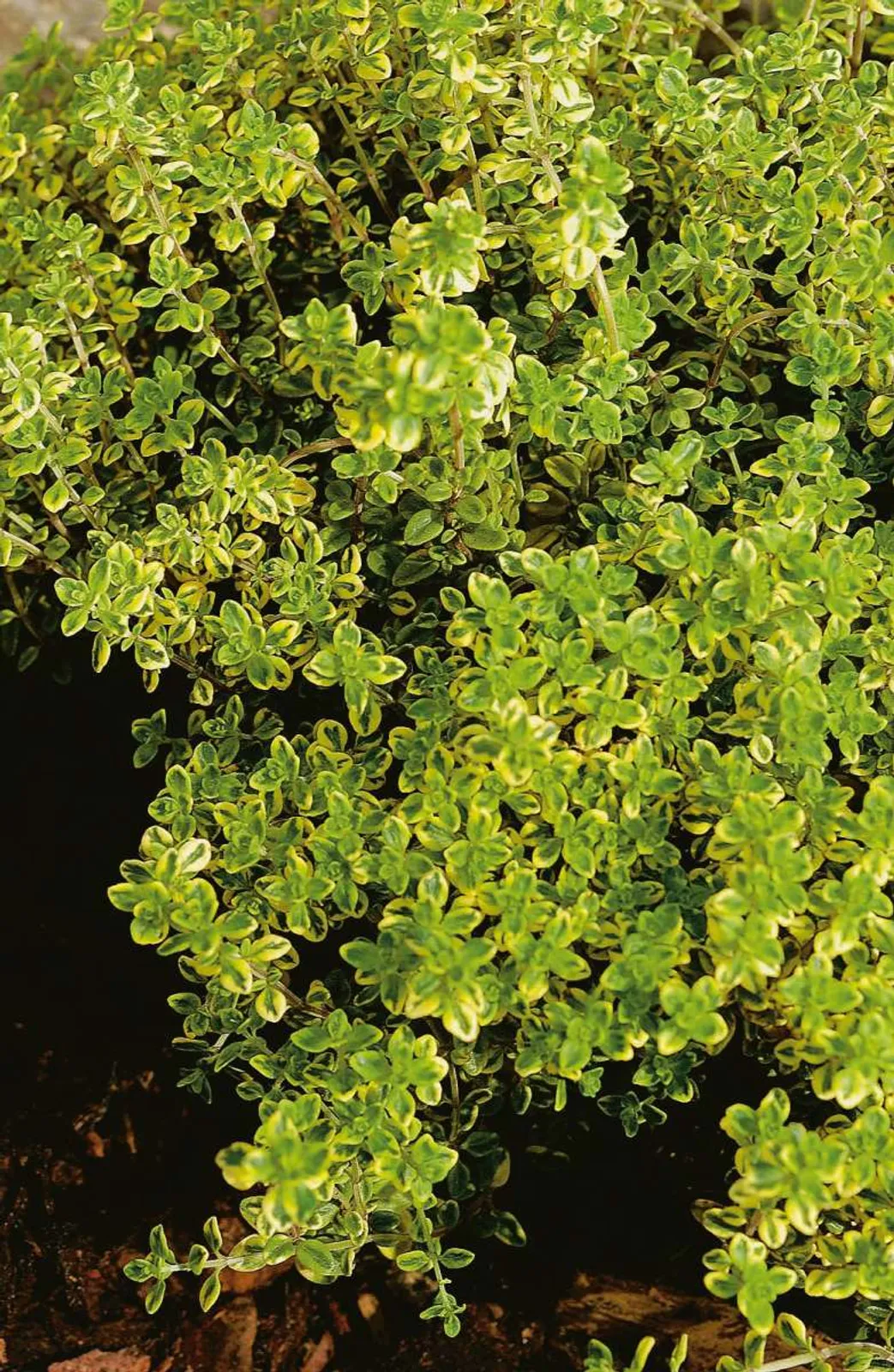 Citrontimjan 'Aureus', 15-pack - bild 1