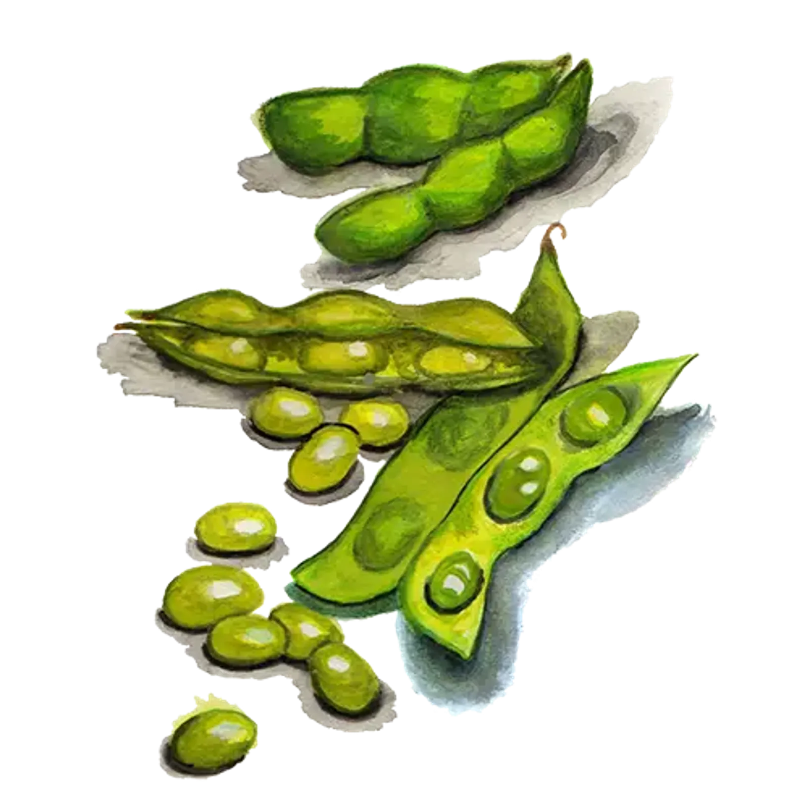Edamame 'Hokkai Green', Frö - bild 1