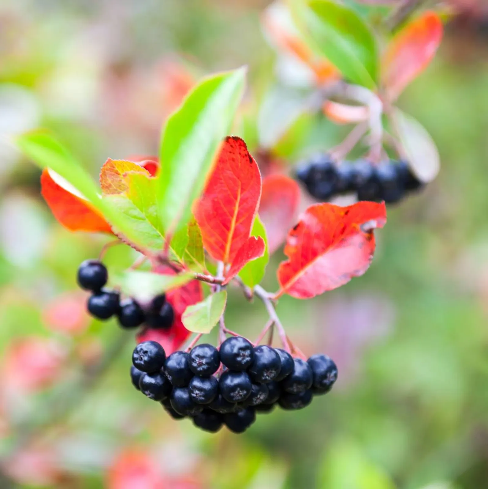 Svartaronia 'Hugin', 20-40 cm - bild 6