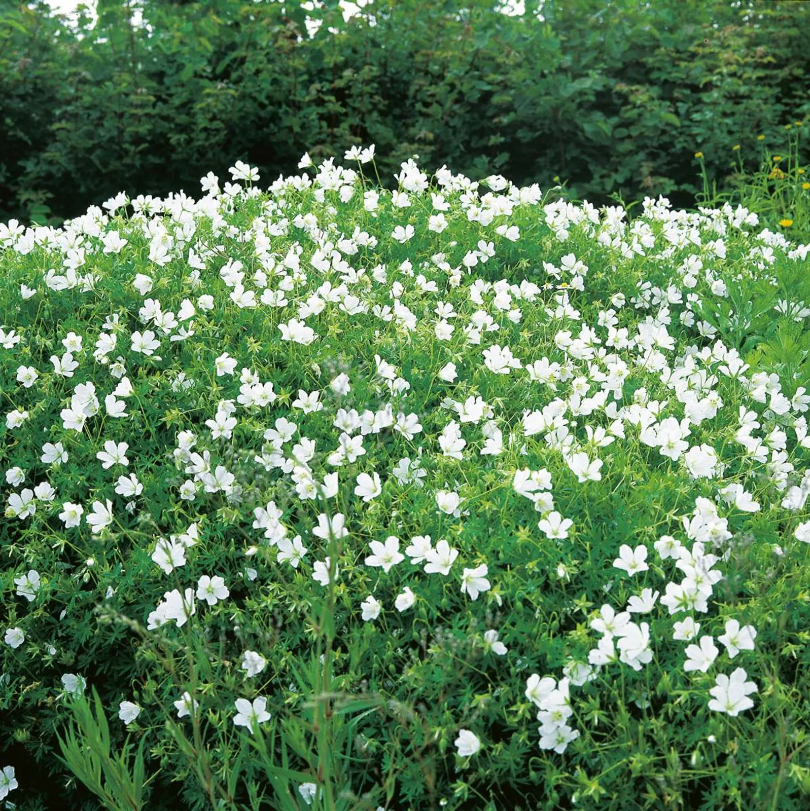 Blodnäva 'Album', 15-pack - bild 1