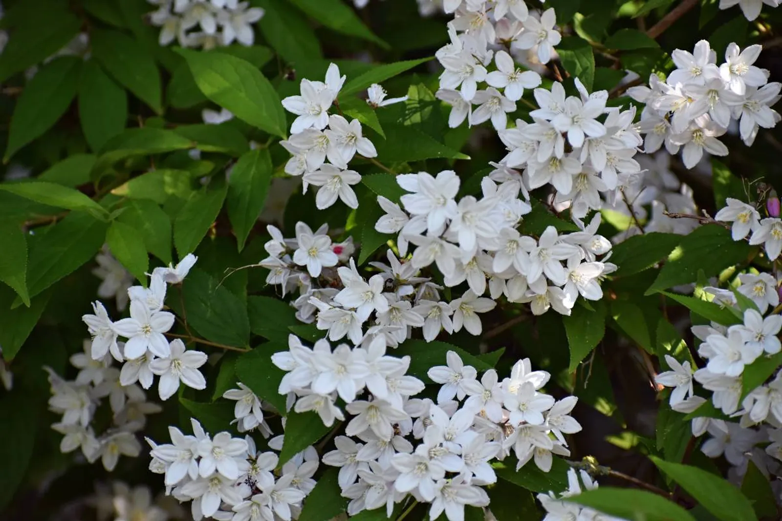 Bruddeutzia, 15-30 cm - bild 3