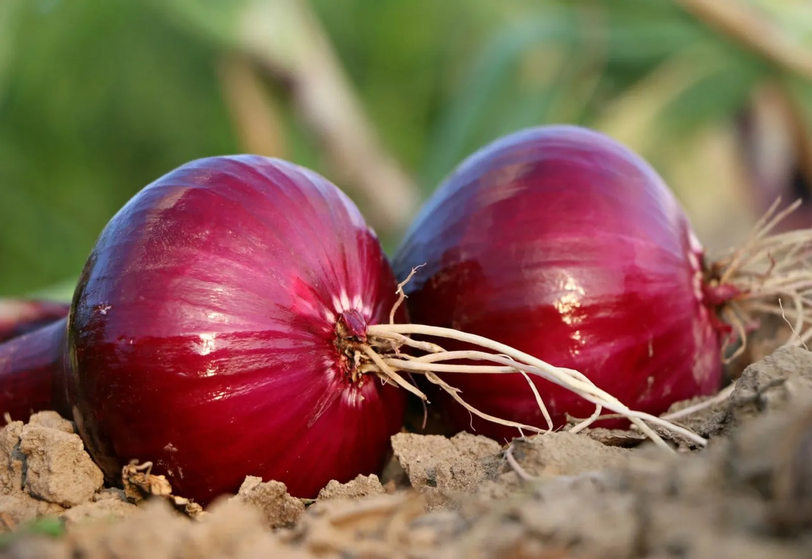 Rödlök 'Red Baron', ekofrö - bild 2