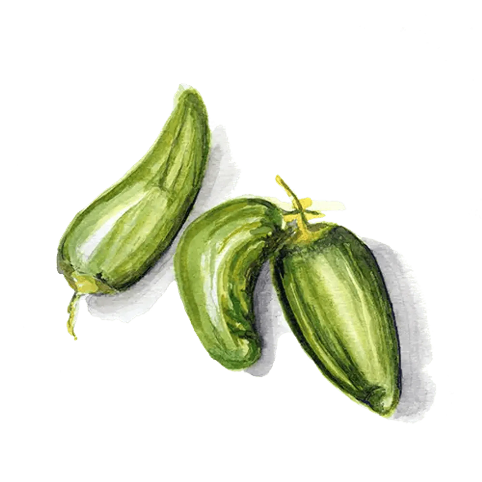 Chili 'Padron', Frö - bild 1