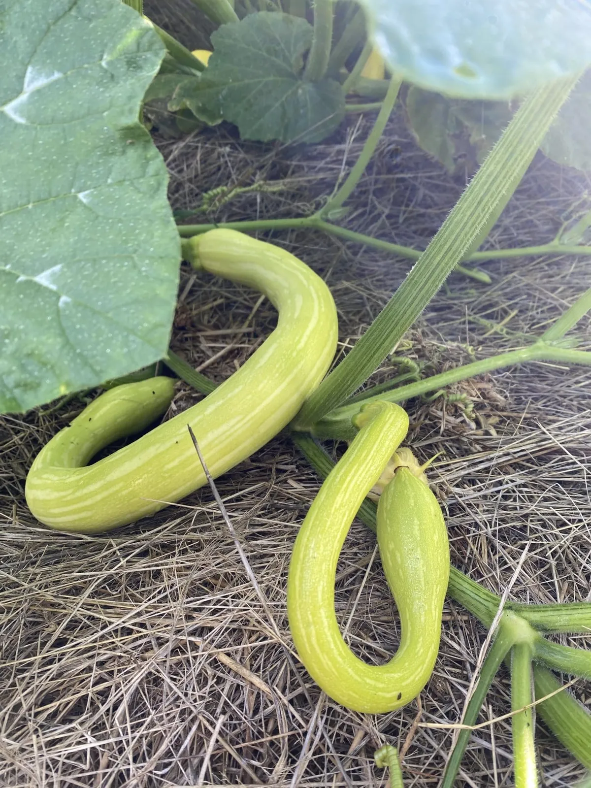 Sommarsquash 'Tromboncino', ekofrö - bild 2