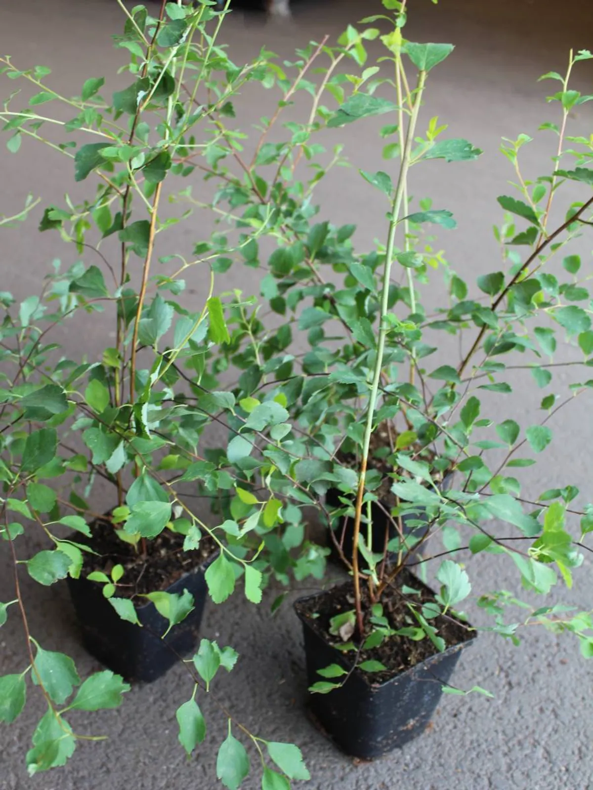 Bukettspirea, 20-40 cm - bild 6