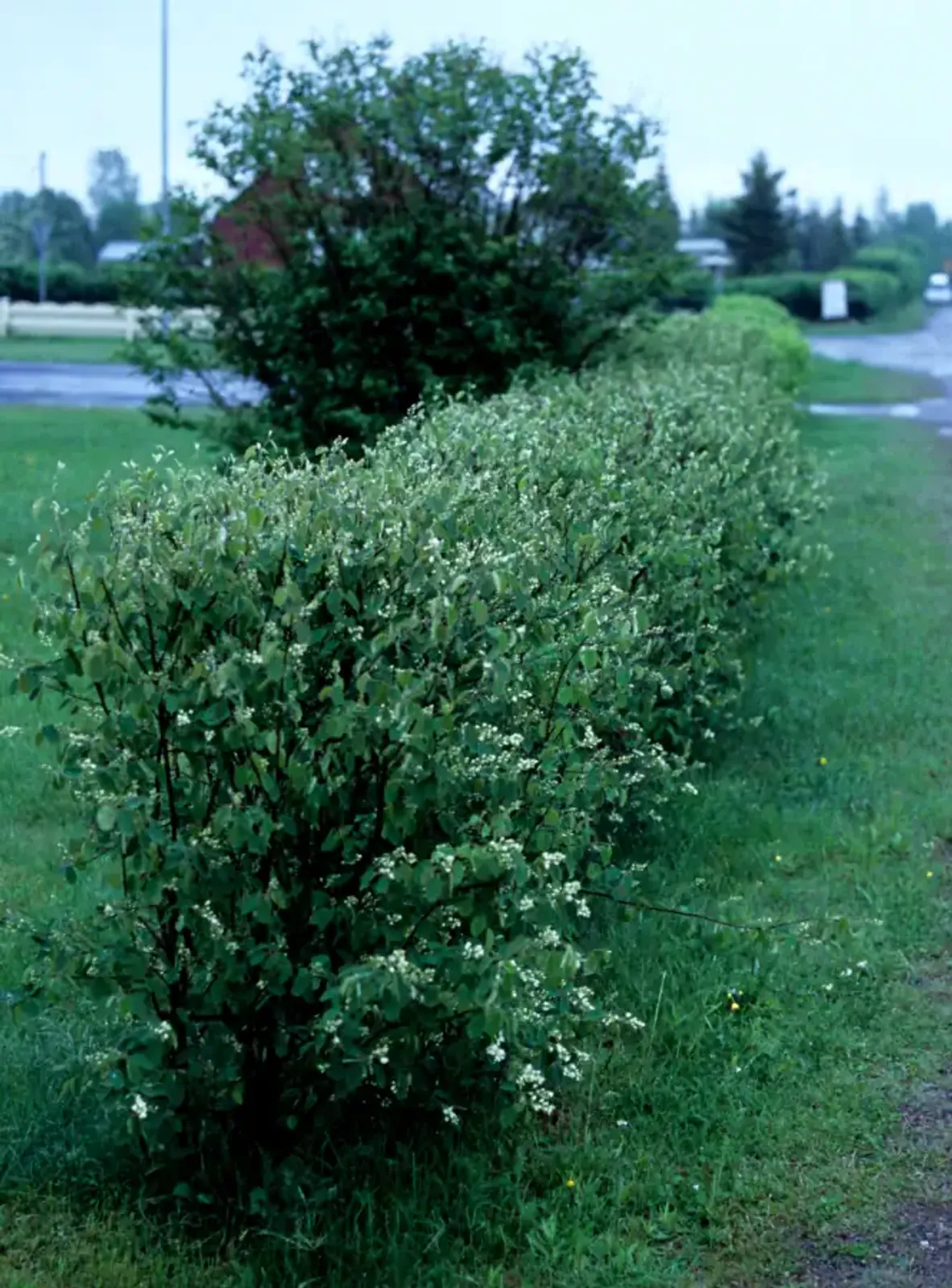 Häggmispel, 50-80 cm - bild 1