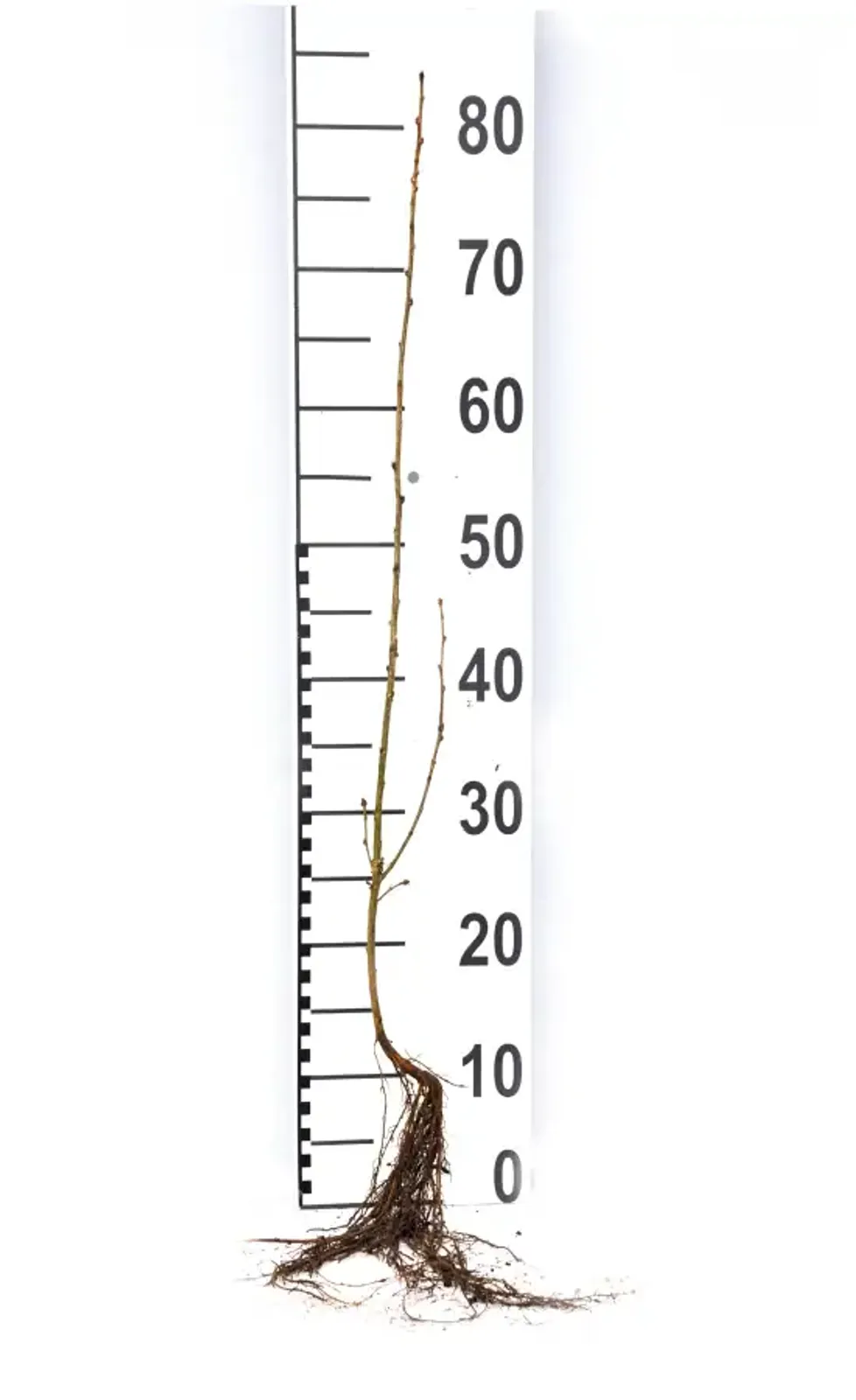 Häckkaragan, 40-60 cm - bild 6