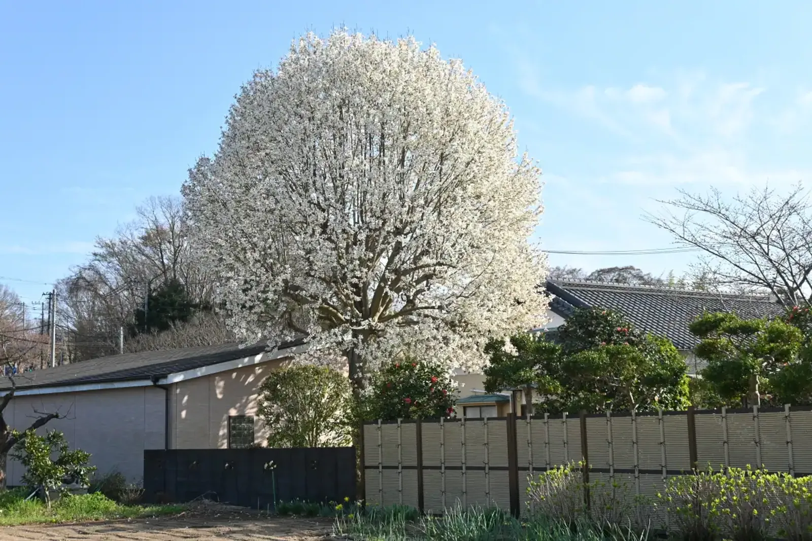Japansk Magnolia, Högstammat träd - bild 1