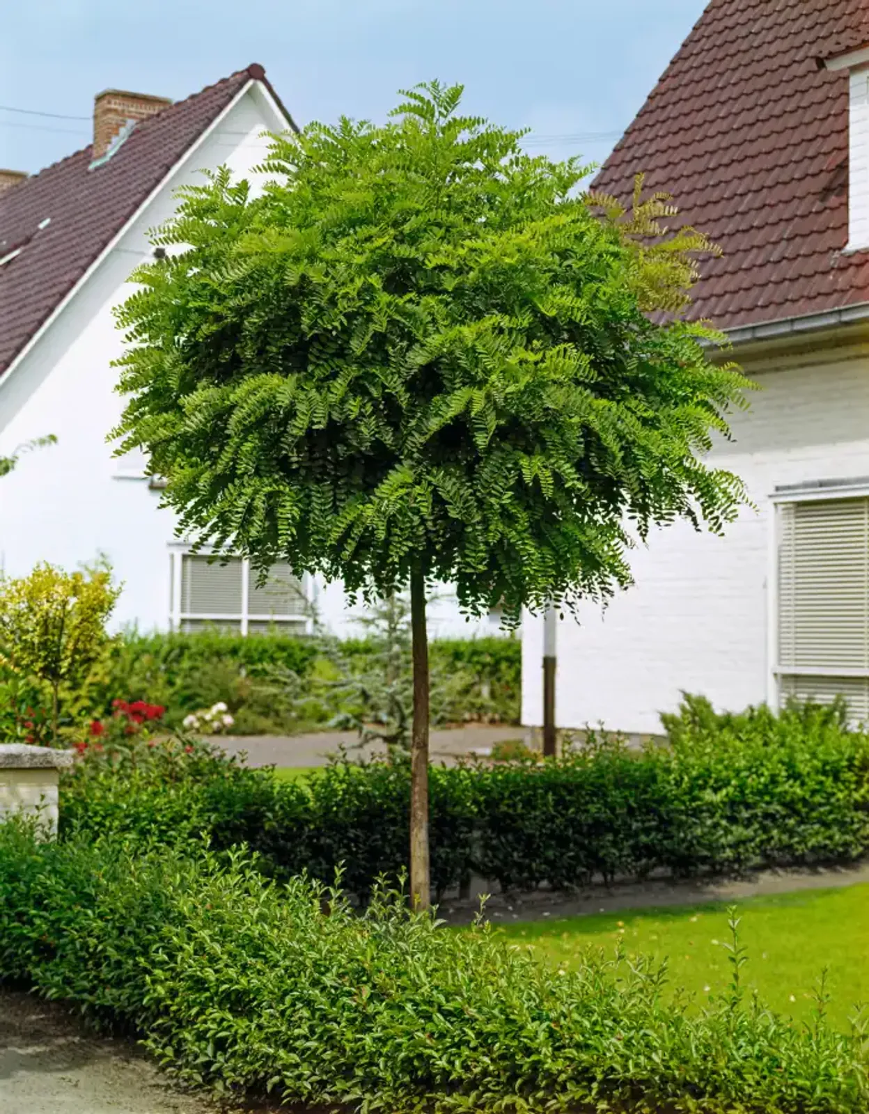 Klotrobinia 'Umbraculifera', Högstammat träd - bild 6