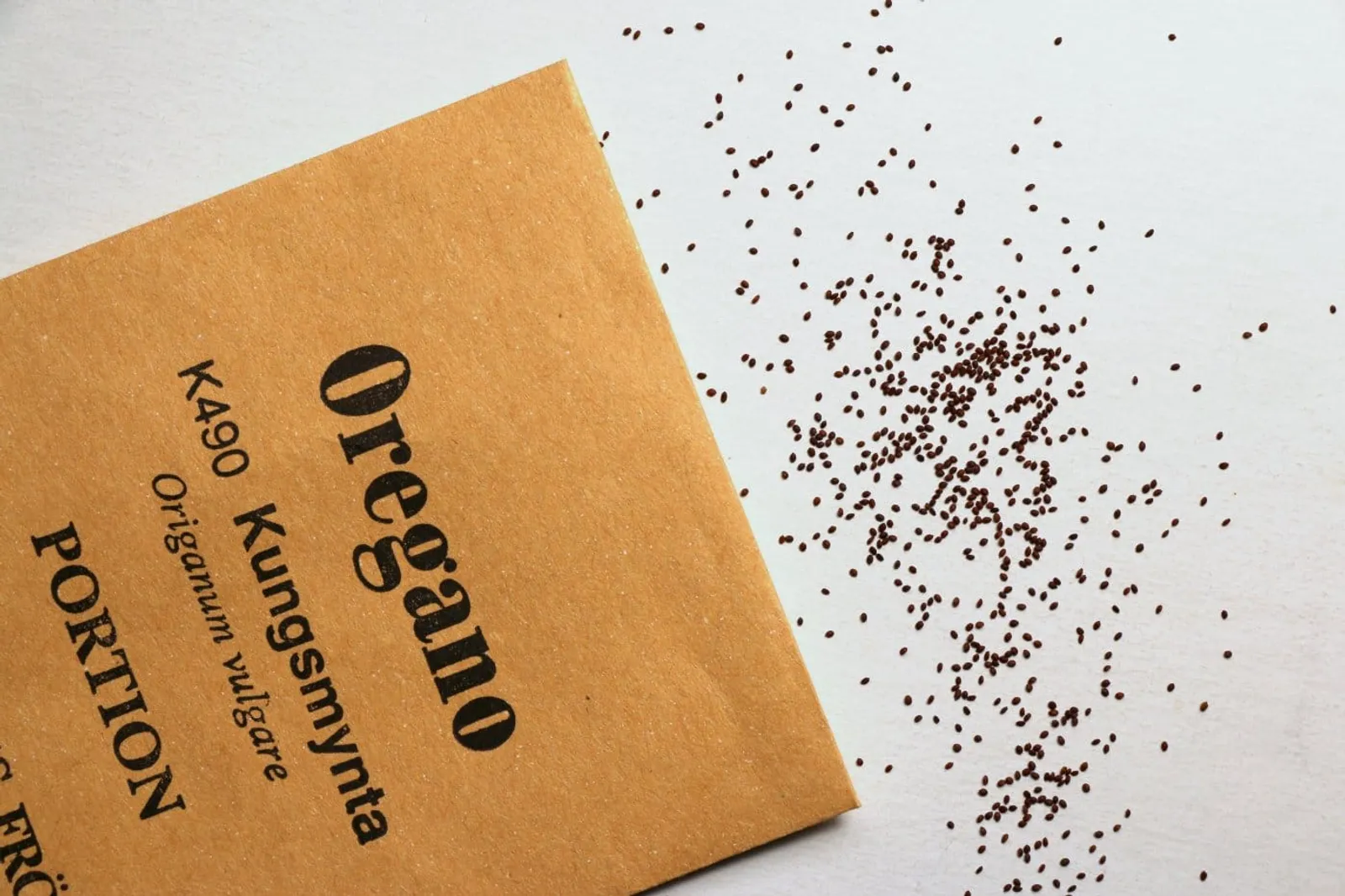 Oregano 'Kungsmynta', ekofrö - bild 3