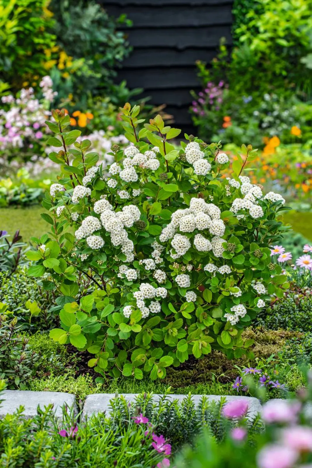 Björkspirea 'Tor' E, 10-15 cm - bild 2
