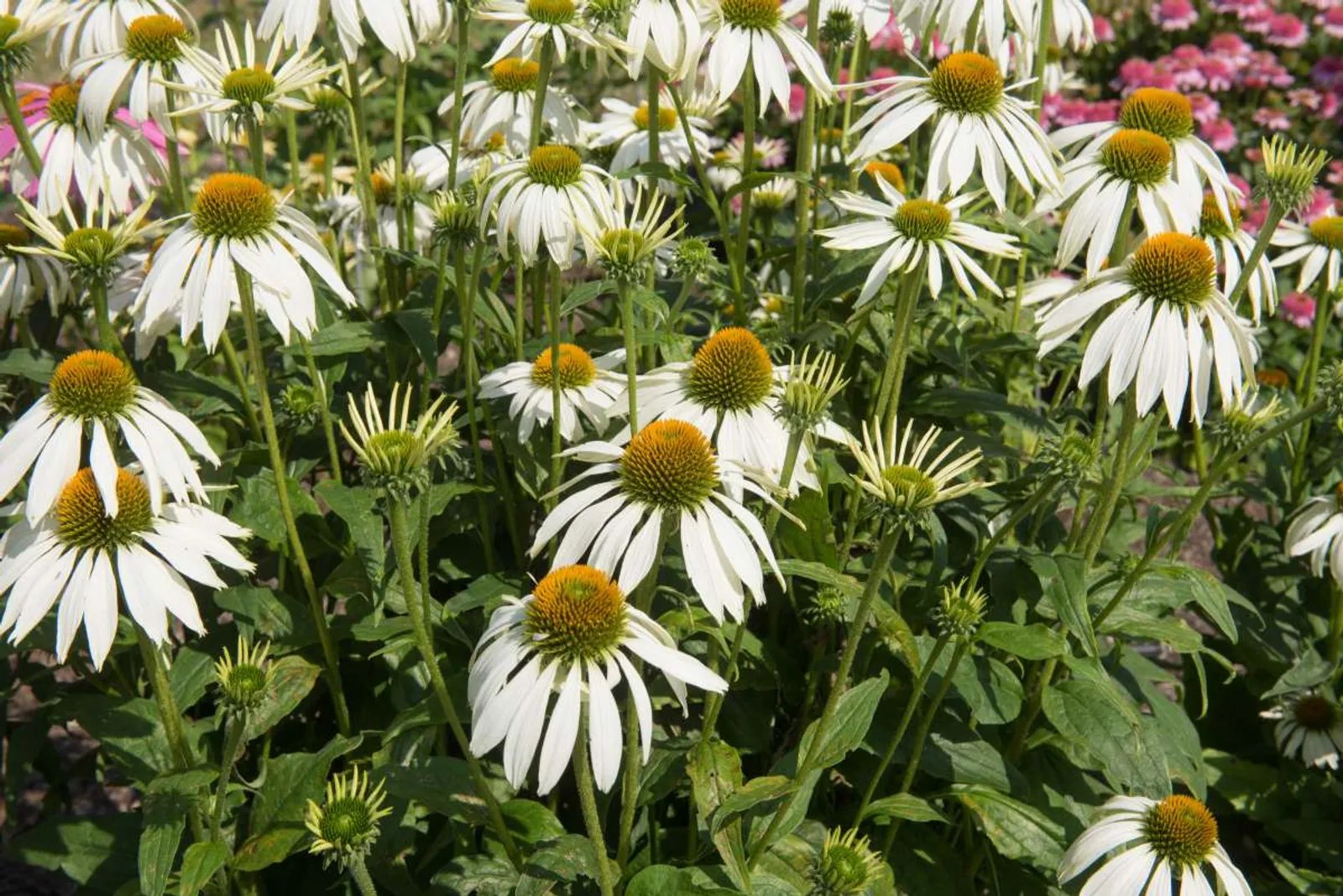 Solhatt 'Alba', 3-pack - bild 3