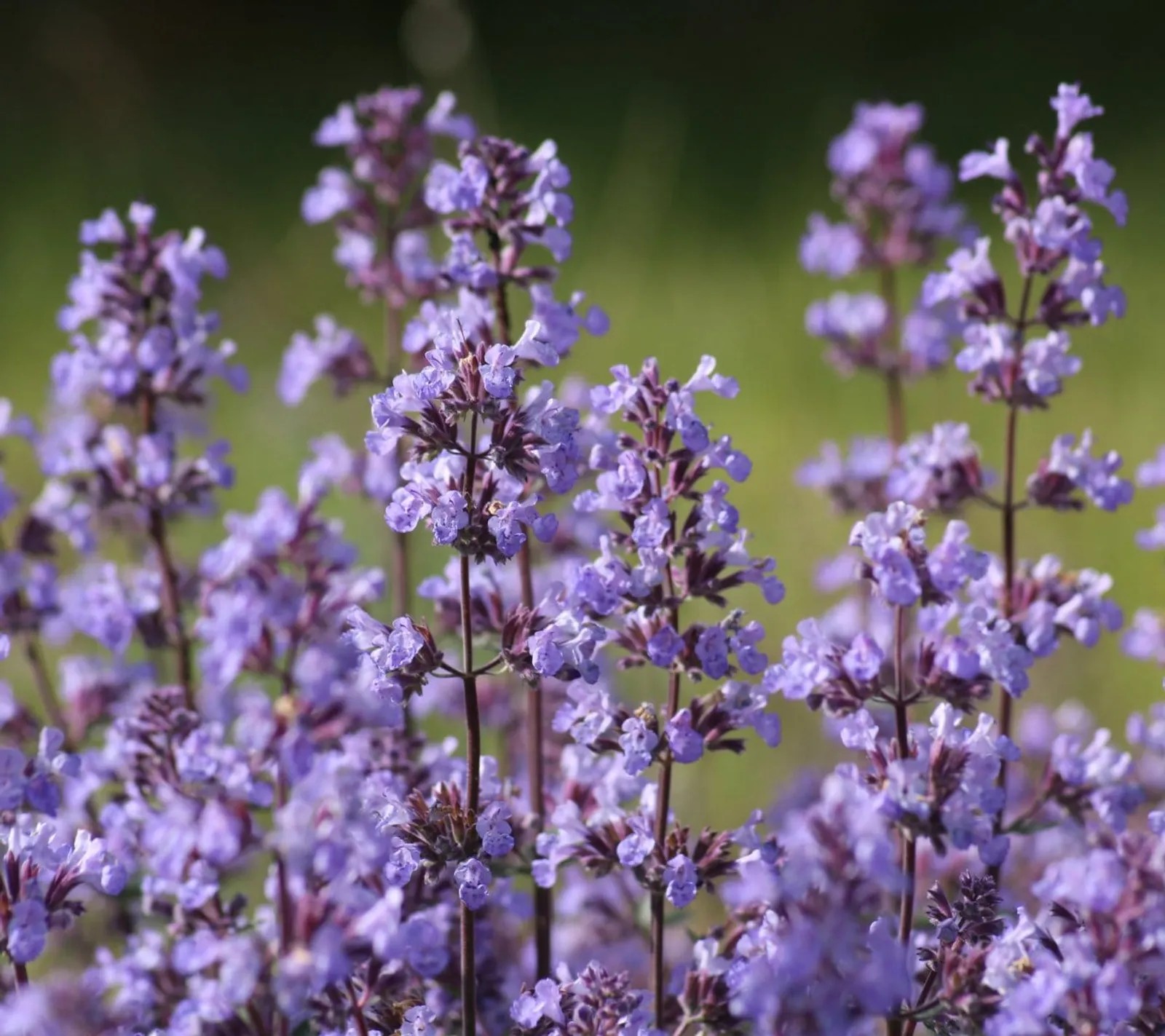 Nepeta 'Bergnepeta', ekofrö - bild 1