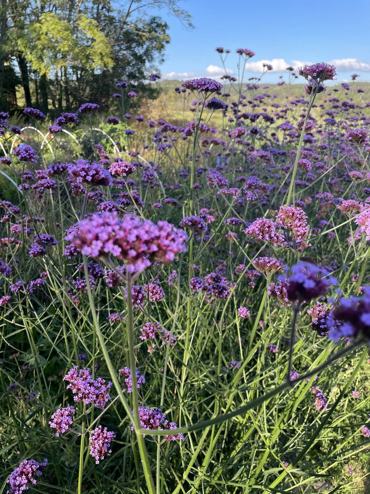 Jätteverbena 'Jätteverbena', ekofrö - bild 3