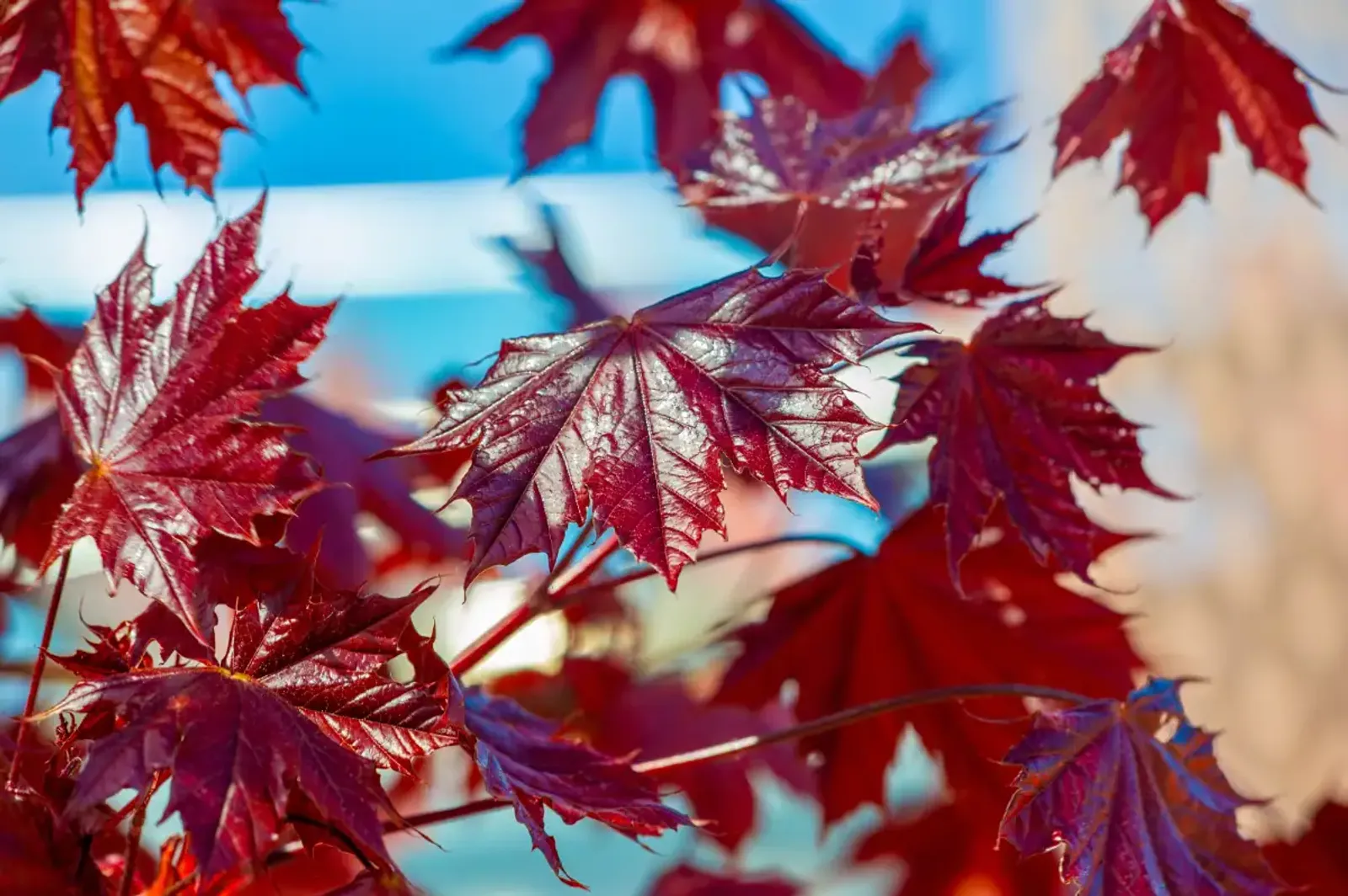 Skogslönn 'Royal Red', Högstammat träd - bild 2