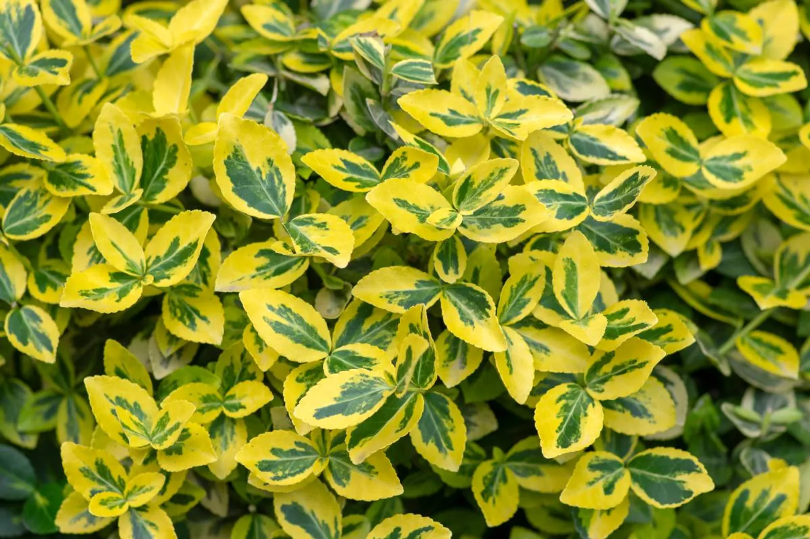 Klätterbenved 'Emerald 'n' Gold', 15-30 cm - bild 1