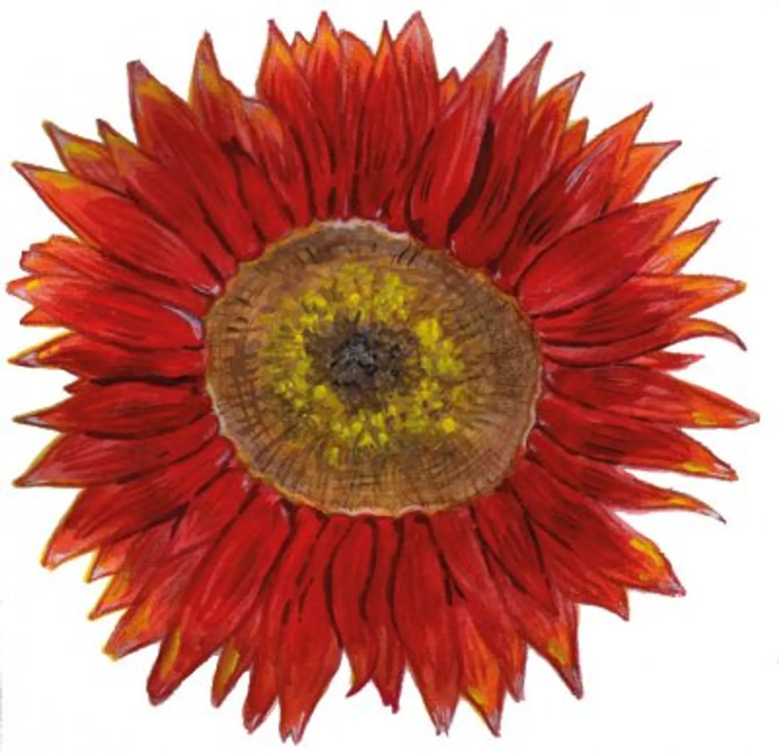 Solros 'Velvet Queen', Frö - bild 1
