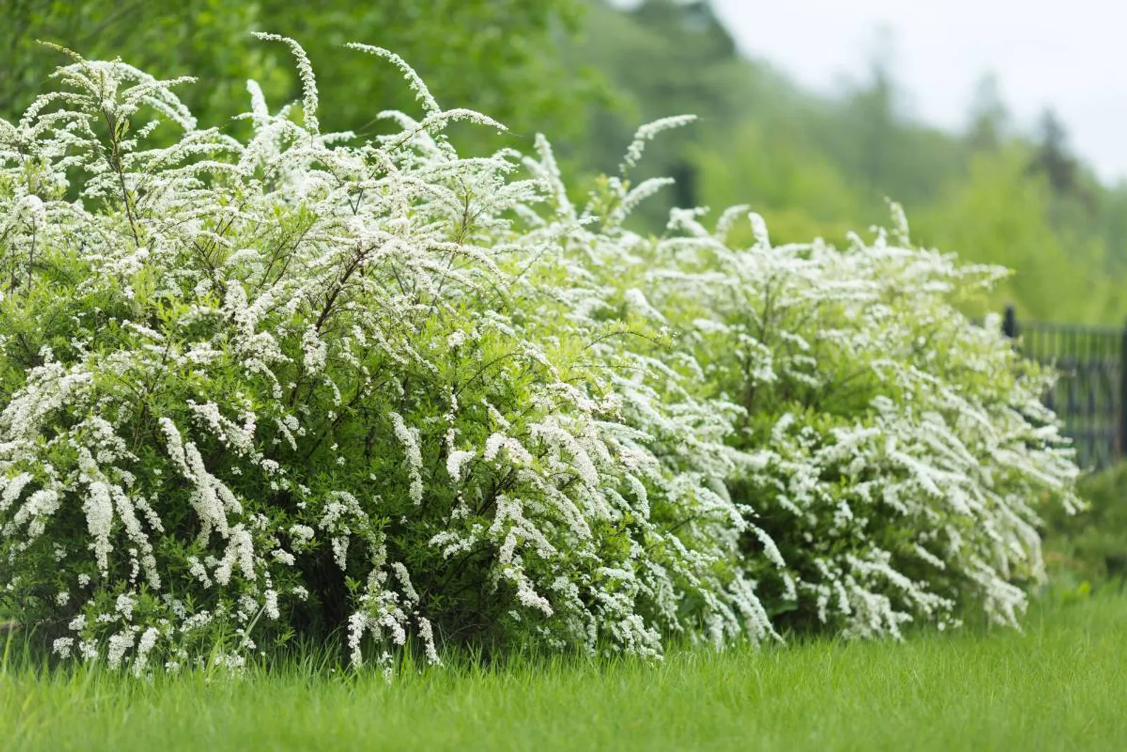 Norskspirea 'Grefsheim', 60-100 cm, Goliat - bild 2