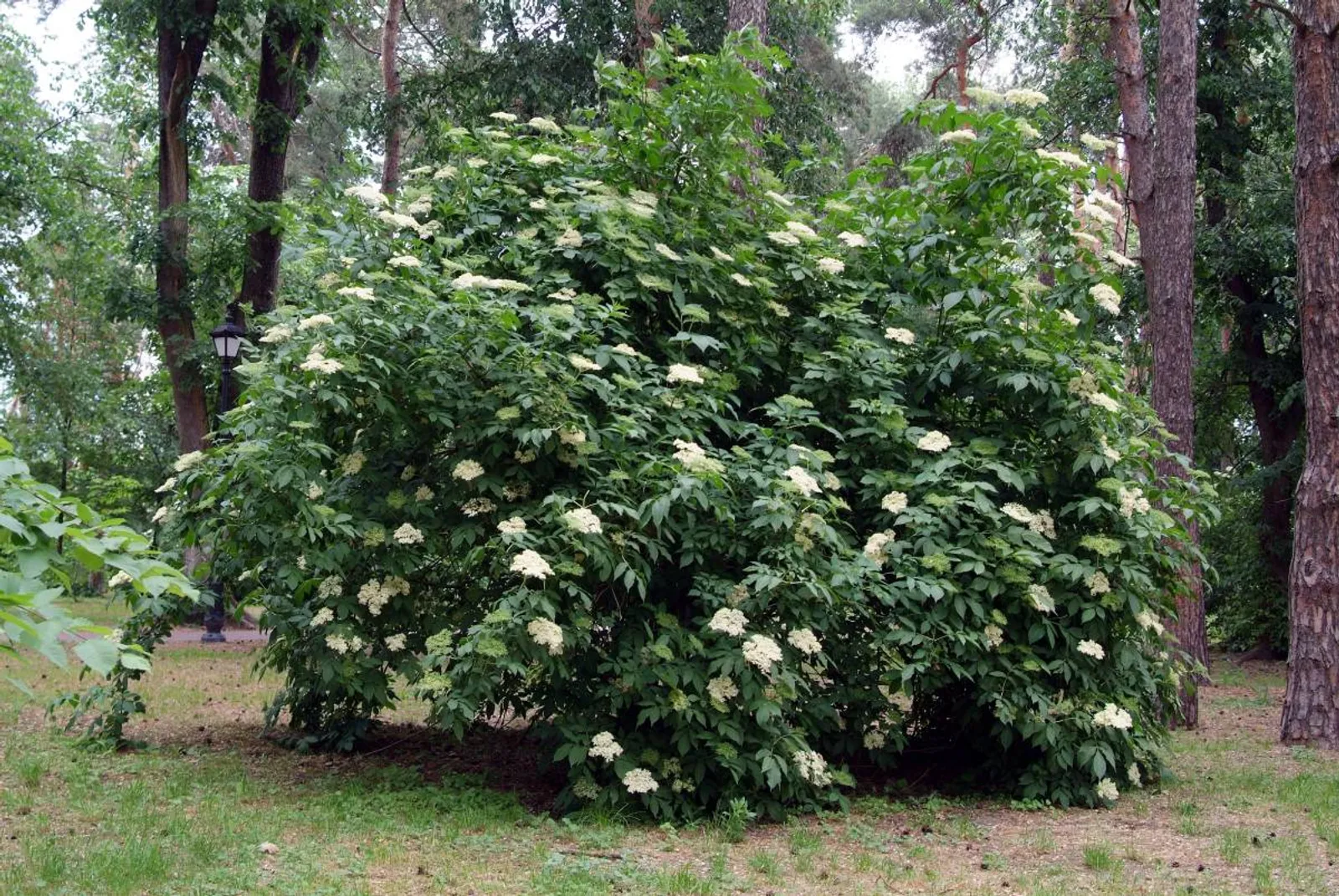 Fläder, 20-40 cm - bild 3