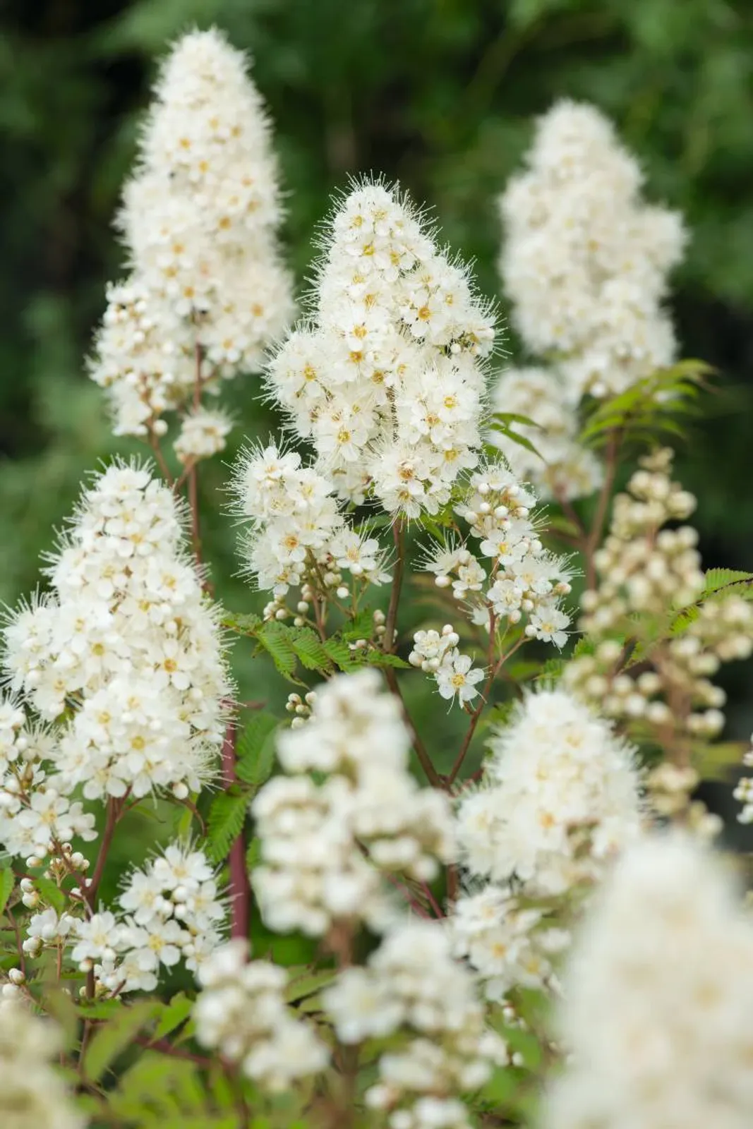 Liten rönnspirea 'Maia' E, 20-40 cm - bild 2