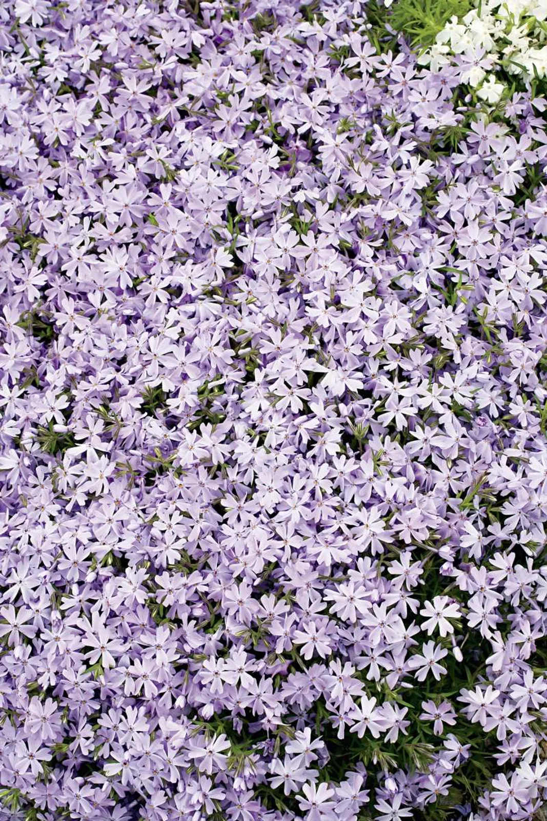 Mossflox 'Emerald Cushion Blue', 15-pack - bild 1