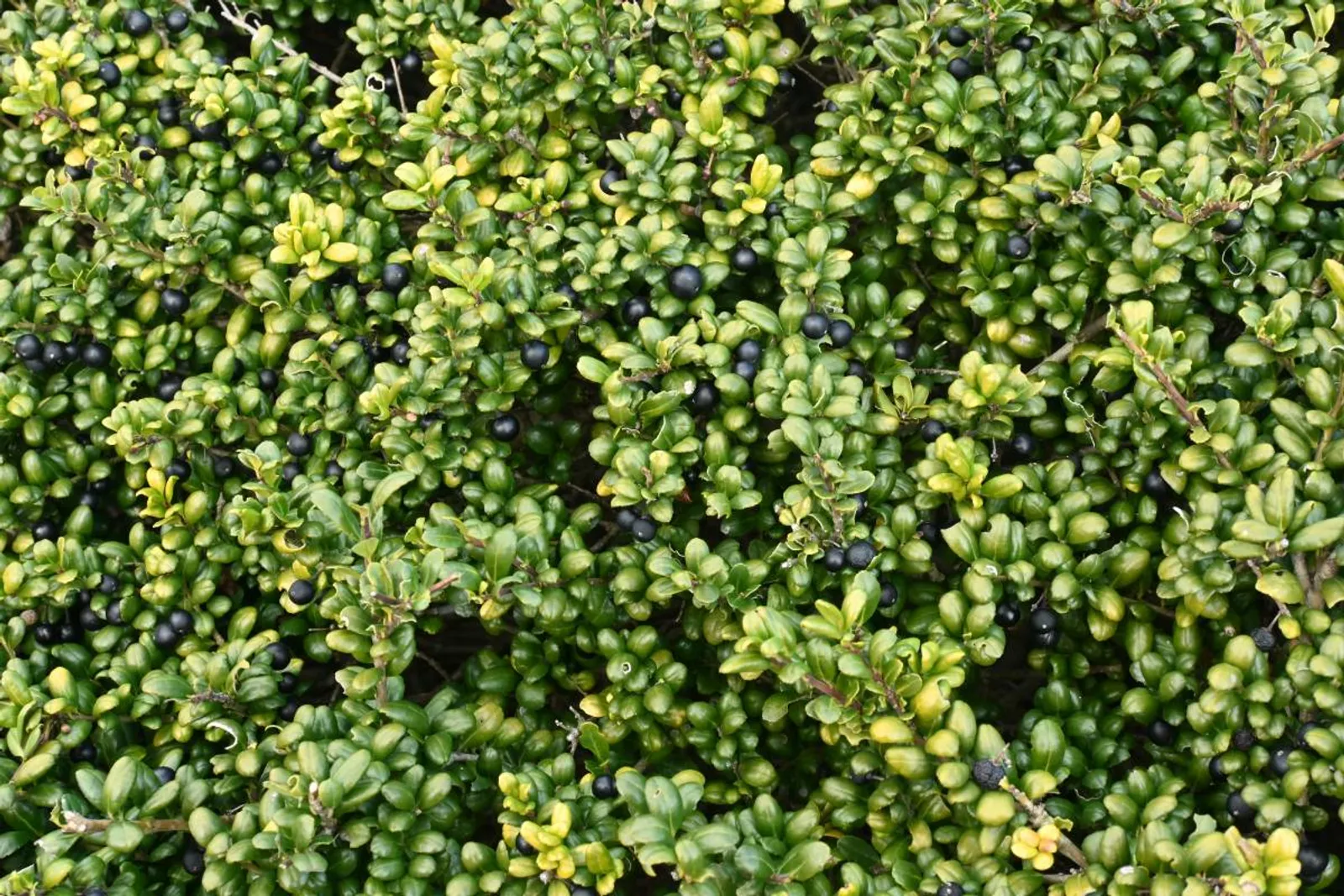 Japansk järnek 'Convexa', 10-20 cm - bild 2